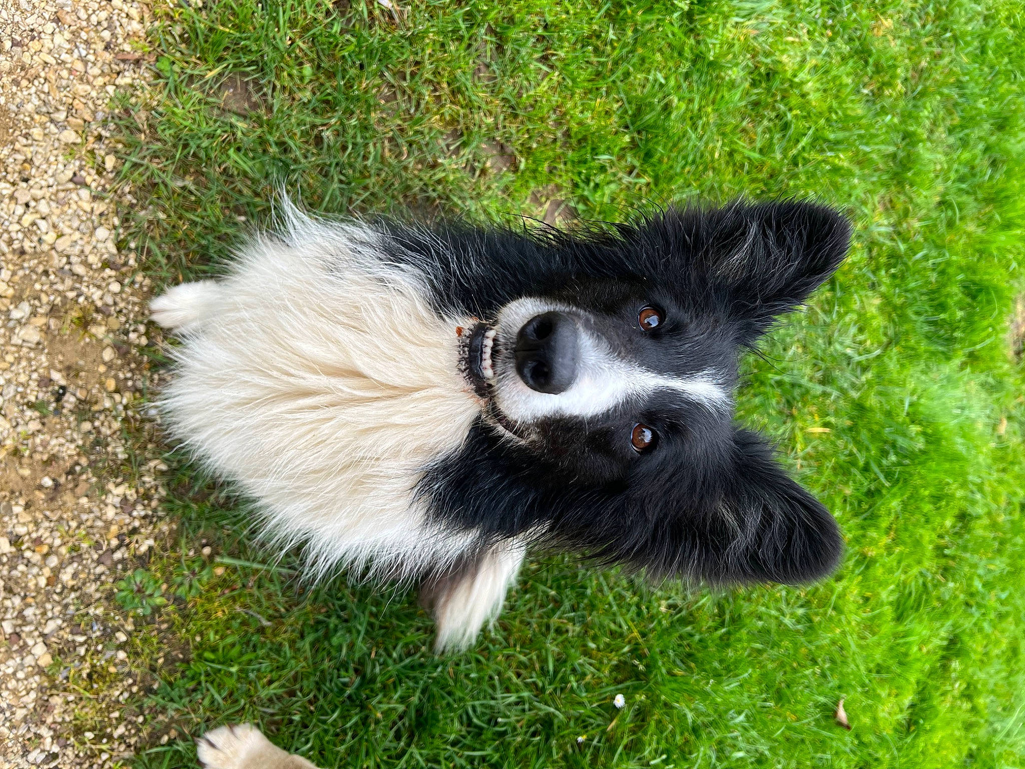 Molly a rejoint le concours — aidez-le/la à gagner de superbes lots ! border_collie, canidae, carnivore, claw, companion_dog, dog, dog_breed, fur, grass, herding_dog, pasture, paw, plant, skunk, snout, sporting_group, tail, terrestrial_animal, whiskers, working_animal