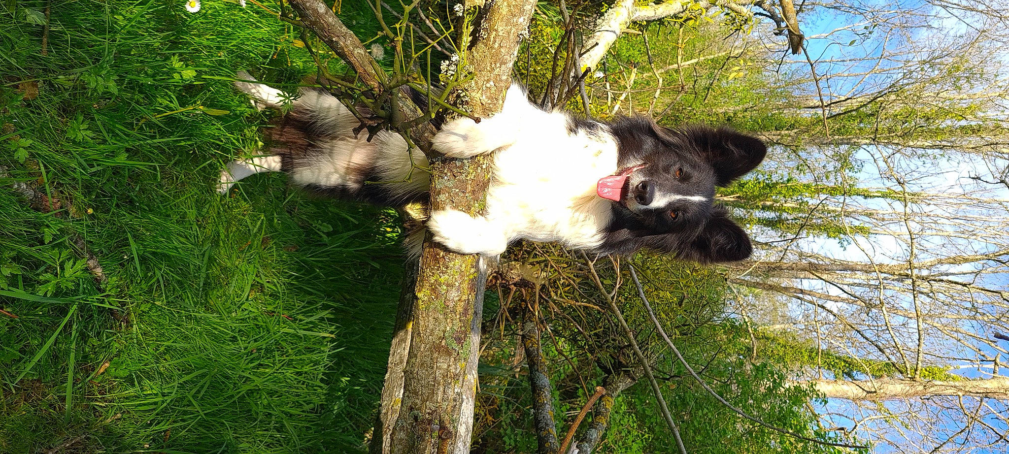 Molly a rejoint le concours — aidez-le/la à gagner de superbes lots ! canidae, carnivore, cat, dog_breed, domestic_short_haired_cat, fawn, felidae, fur, grass, plant, small_to_medium_sized_cats, sporting_group, tail, terrestrial_animal, tree, trunk, twig, vertebrate, whiskers, wildlife