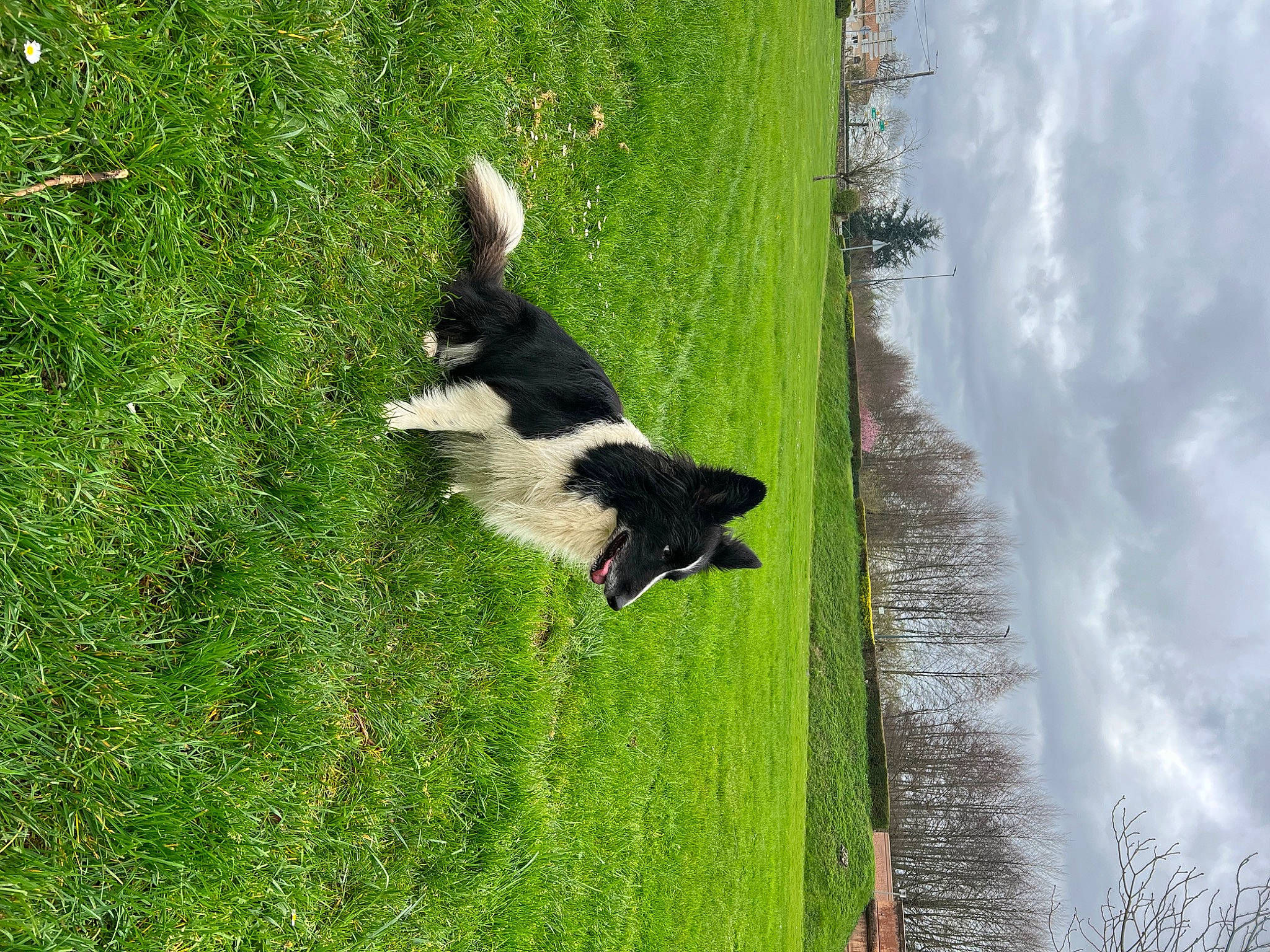 Molly a rejoint le concours — aidez-le/la à gagner de superbes lots ! biome, carnivore, cloud, companion_dog, dog, dog_breed, grass, grassland, meadow, natural_landscape, pasture, plant, shrub, sky, tail, tree, trunk, water, wildlife, wood