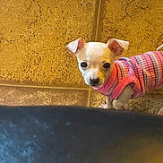 Snowflake joined the competition — help win amazing prizes! animal, clothing, companion, curious, cute, dog, domestic_animal, floor, indoors, looking_up, pet, pet_clothing, pink, puppy, small_dog, striped, sweater, tile_floor, white_dog, young_dog