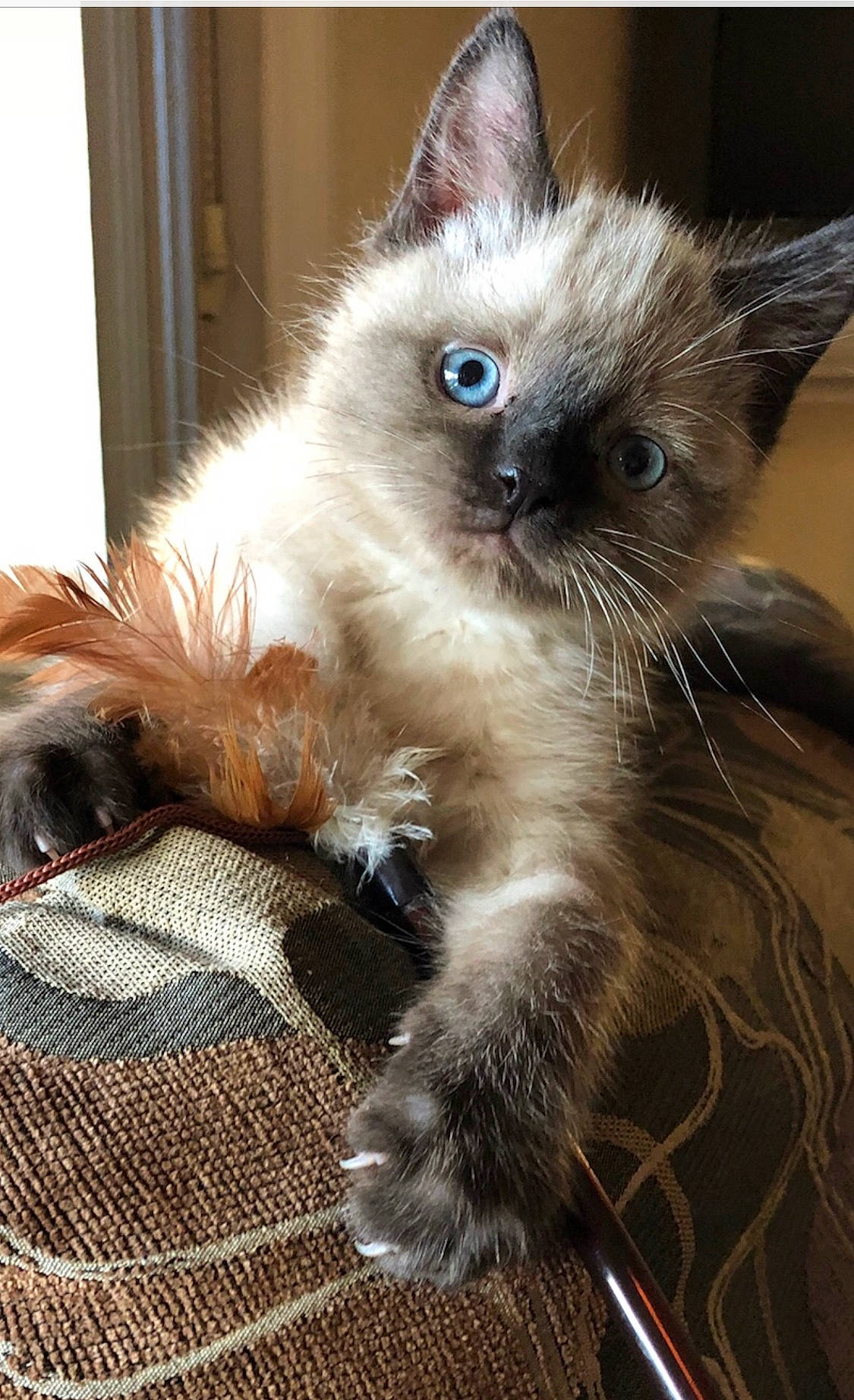 Jack is registered to the contest to win money with this photo: balinese, birman, carnivore, cat, fawn, felidae, fur, iris, pattern, plaid, ragdoll, siamese, small_to_medium_sized_cats, snout, tartan, thai, whiskers