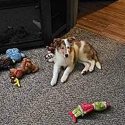 Cowboy is registered to the contest to win money with this photo: puppy, dog, carpet, plush_toys, indoor, wooden_floor, furniture, brown_and_white, cute, pet, lying_down, toys, cozy, animal, domestic, floor, home, relaxed, young_dog, playful