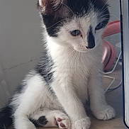 Mia a rejoint le concours — aidez-le/la à gagner de superbes lots ! kitten, cat, black_and_white, fur, pet, animal, cute, indoor, wooden_surface, headphones, pink, ears, whiskers, paws, tail, young, curious, sitting, domestic_cat, feline