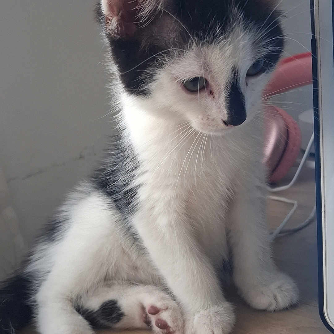 Mia a rejoint le concours — aidez-le/la à gagner de superbes lots ! animal, black_and_white, cat, curious, cute, domestic_cat, ears, feline, fur, headphones, indoor, kitten, paws, pet, pink, sitting, tail, whiskers, wooden_surface, young