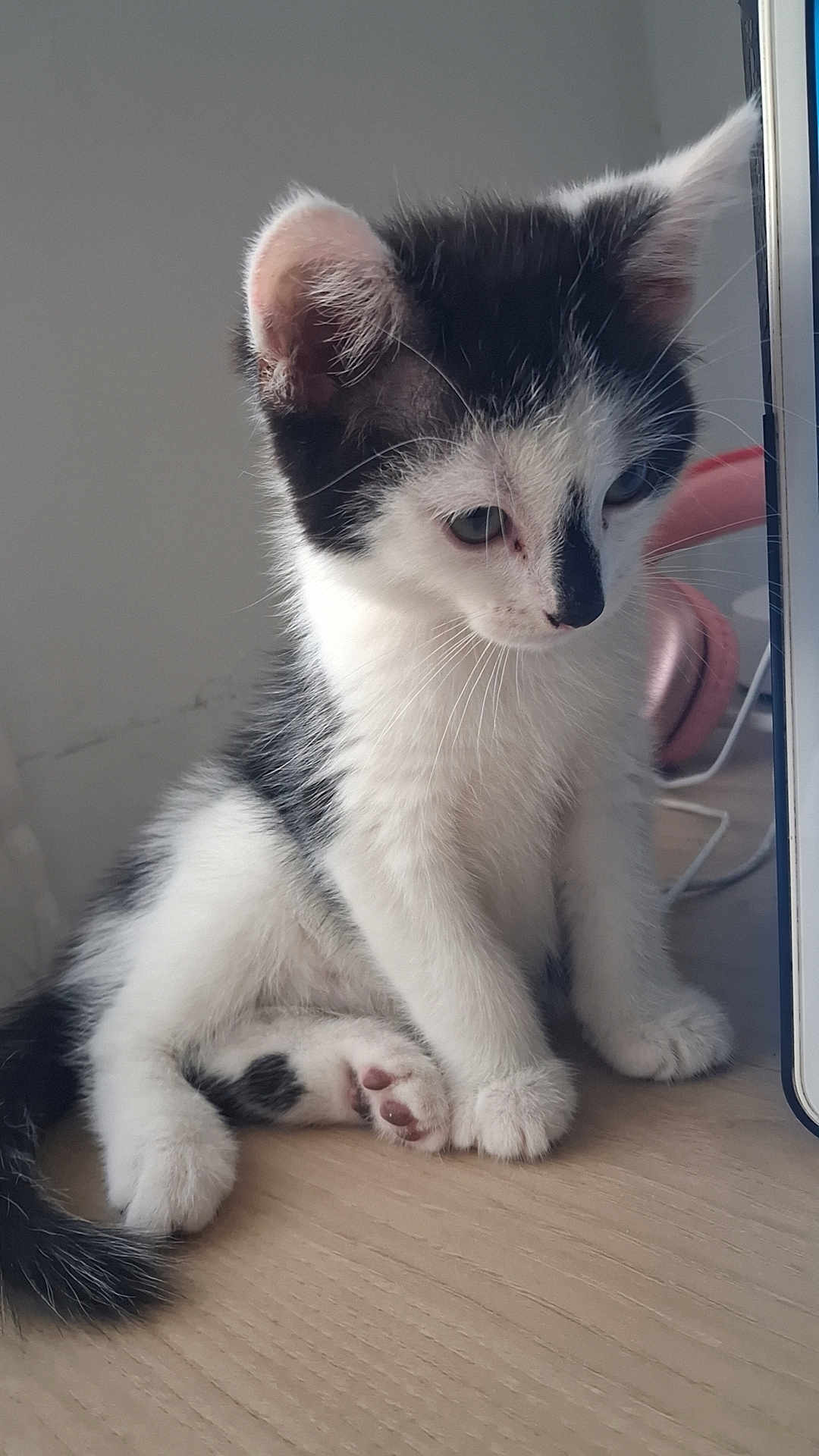Mia a rejoint le concours — aidez-le/la à gagner de superbes lots ! kitten, cat, black_and_white, fur, pet, animal, cute, indoor, wooden_surface, headphones, pink, ears, whiskers, paws, tail, young, curious, sitting, domestic_cat, feline
