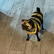 Mika joined the competition — help win amazing prizes! animal, bostonbull, bulldog, canine, dog, dogbed, frenchbulldog, hardwood, indoors, interiordesign, person, pet, pitbull, policedog, pug, puppy, tile, walkingdog, wood