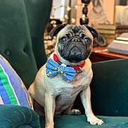 Curtis joined the competition — help win amazing prizes! dog, pug, bow_tie, green_chair, indoor, pet, portrait, cute, animal, furniture, decor, pillow, colorful, table, books, framed_picture, sitting, looking, closeup, cozy