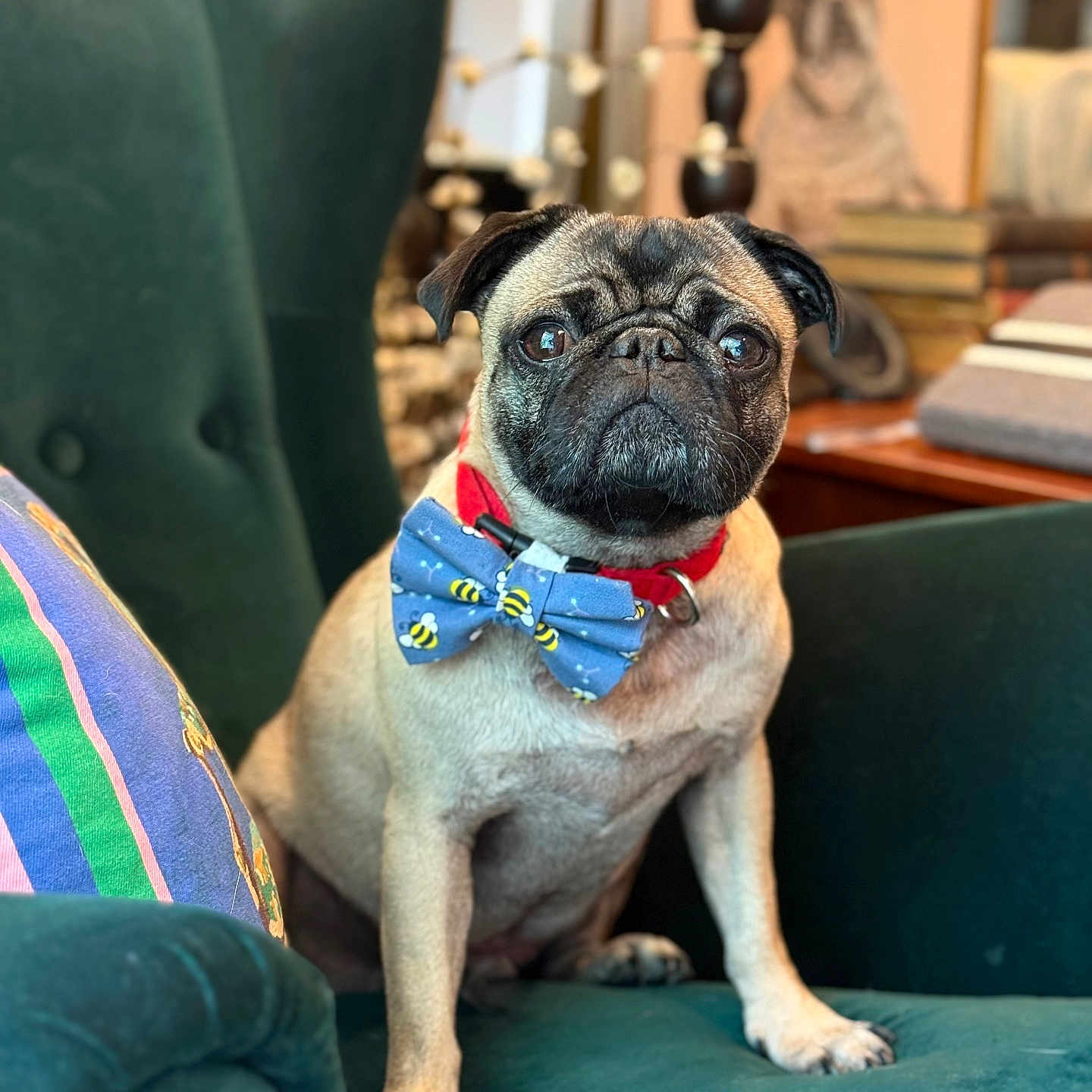 Curtis joined the competition — help win amazing prizes! dog, pug, bow_tie, green_chair, indoor, pet, portrait, cute, animal, furniture, decor, pillow, colorful, table, books, framed_picture, sitting, looking, closeup, cozy