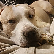 Roxas is registered to the contest to win money with this photo: animal, blanket, brown, canine, close_up, cozy, dog, eyes, face, fur, home, indoor, laying_down, nose, pet, portrait, relaxed, resting, sleepy, white