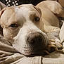 animal, blanket, brown, canine, close_up, cozy, dog, eyes, face, fur, home, indoor, laying_down, nose, pet, portrait, relaxed, resting, sleepy, white