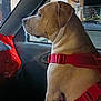 animal, canine, car_interior, companion, dog, domestic_animal, evening, indoor, looking_out, night, pet, quiet, red_harness, resting, seat, side_view, stillness, transportation, vehicle, window