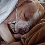 dog, sleeping, blanket, cozy, brown, white, closeup, pet, animal, resting, soft, indoor, fur, snug, relaxed, nap, canine, comfort, warm, peaceful
