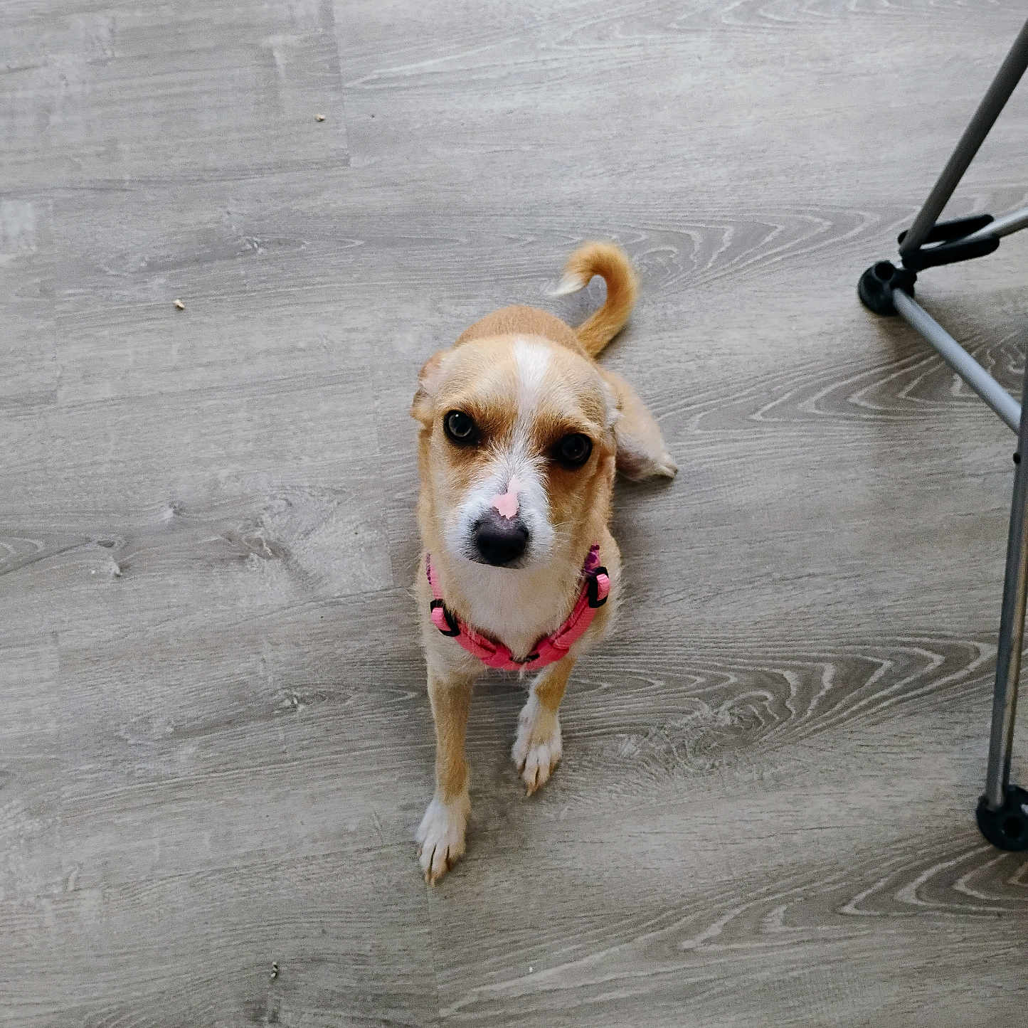 Ladiebird joined the competition — help win amazing prizes! accessories, animal, beagle, canine, chihuahua, cockerspaniel, dog, hardwood, helmet, hound, indoors, interiordesign, labradorretriever, leash, pet, plywood, puppy, strap, tripod, wood