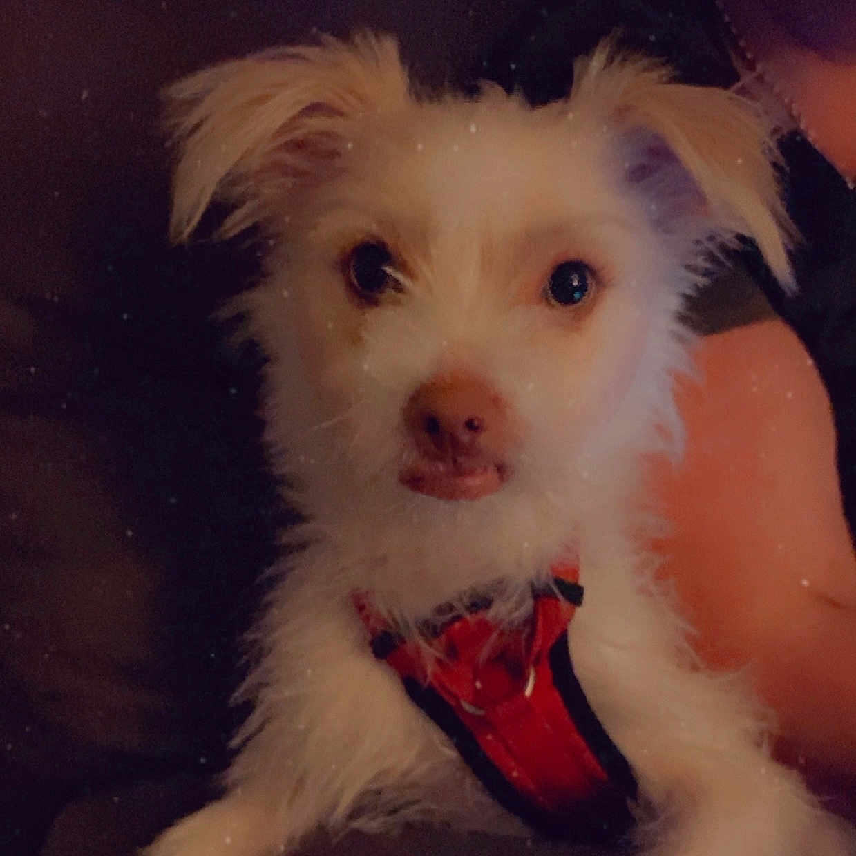 Buddua is registered to the contest to win money with this photo: accessories, animal, bodypart, canine, couch, dog, eskimodog, face, head, leash, mouth, person, pet, photography, poodle, portrait, puppy, strap, terrier, whitedog