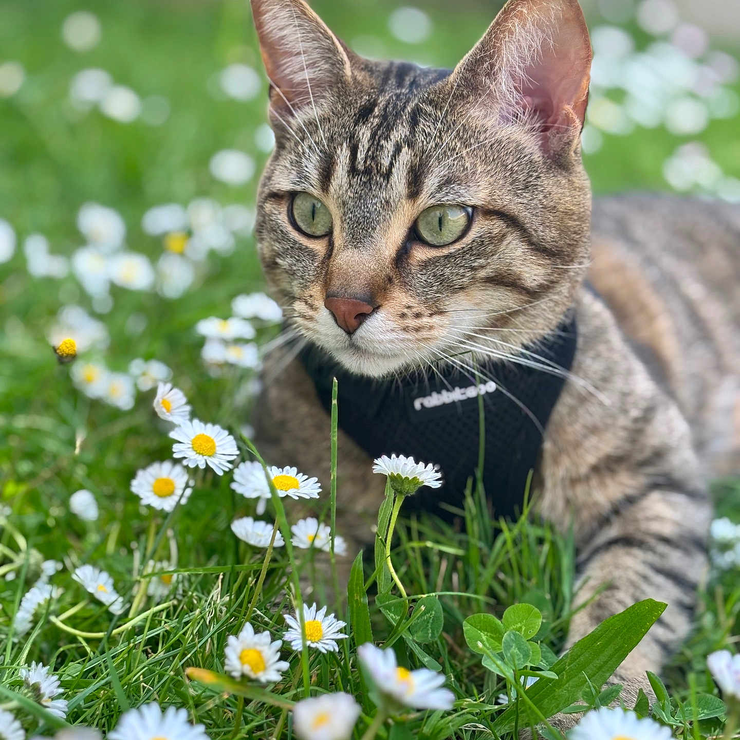 Tigrou a rejoint le concours — aidez-le/la à gagner de superbes lots ! abyssinian, anemone, animal, cat, daisy, field, flower, grass, grassland, herbal, herbs, kitten, lawn, manx, nature, outdoors, pet, petal, plant, vegetation