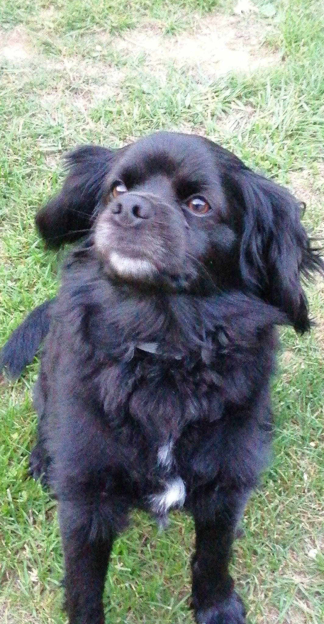 Luky a rejoint le concours — aidez-le/la à gagner de superbes lots ! ancient_dog_breeds, canidae, carnivore, companion_dog, dog, dog_breed, flat_coated_retriever, mammal, puppy, rare_breed_dog, small_greek_domestic_dog, spaniel, sporting_group, vertebrate