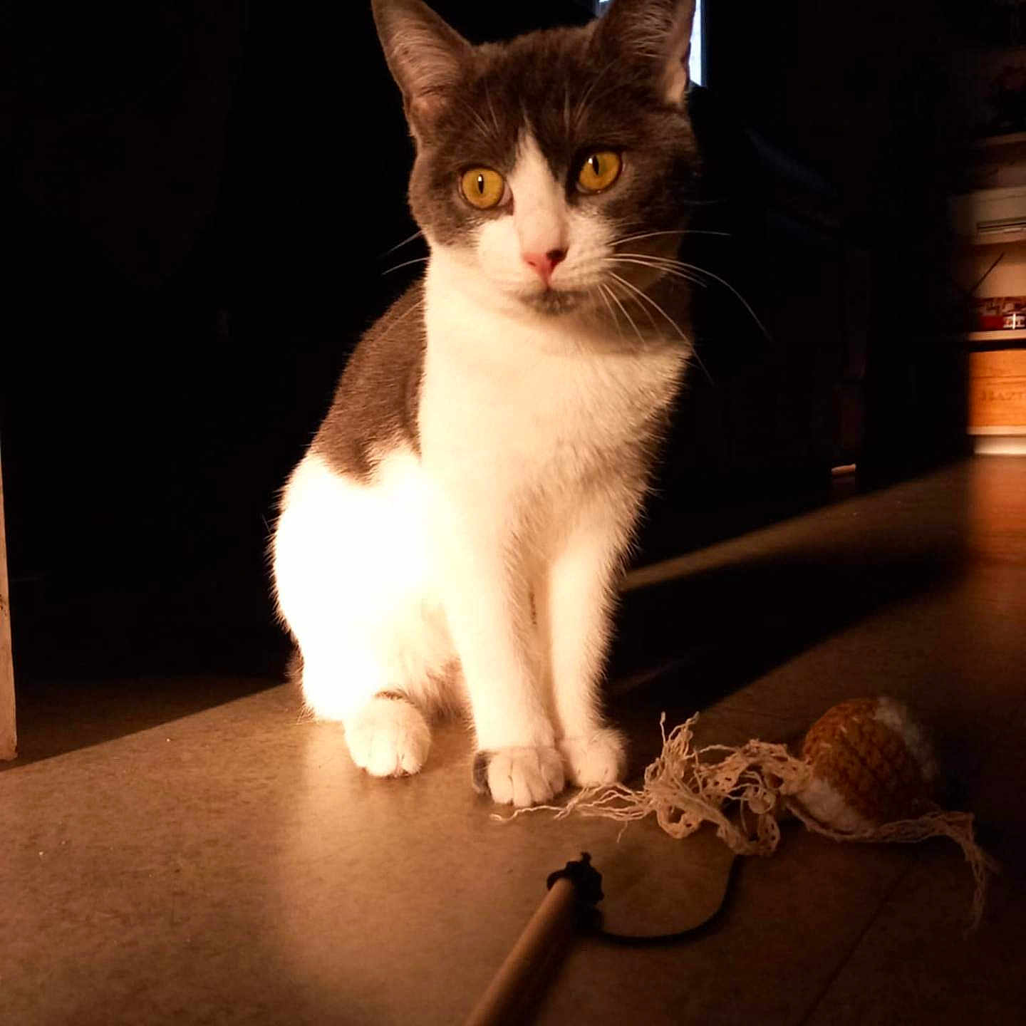 Nina a rejoint le concours — aidez-le/la à gagner de superbes lots ! animal, brown, cat, cute, domestic, ears, eyes, feline, floor, home, indoor, light, pet, play, portrait, shadow, sitting, toy, whiskers, white