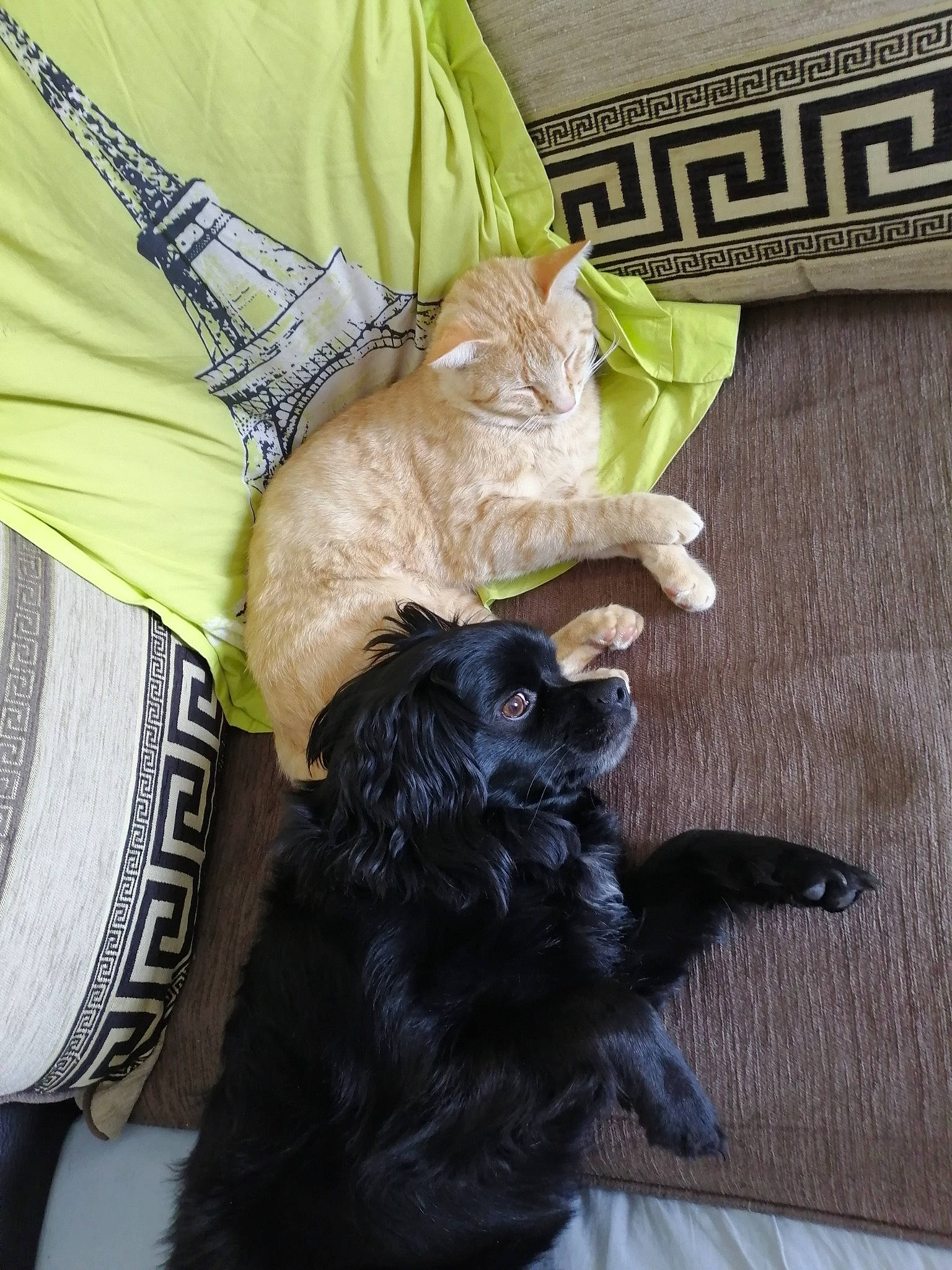 Rouxy a rejoint le concours — aidez-le/la à gagner de superbes lots ! affenpinscher, black_cat, canidae, carnivore, cat, companion_dog, dog, dog_breed, felidae, flat_coated_retriever, fur, hovawart, mammal, norwegian_forest_cat, puppy, small_to_medium_sized_cats, sporting_group, vertebrate