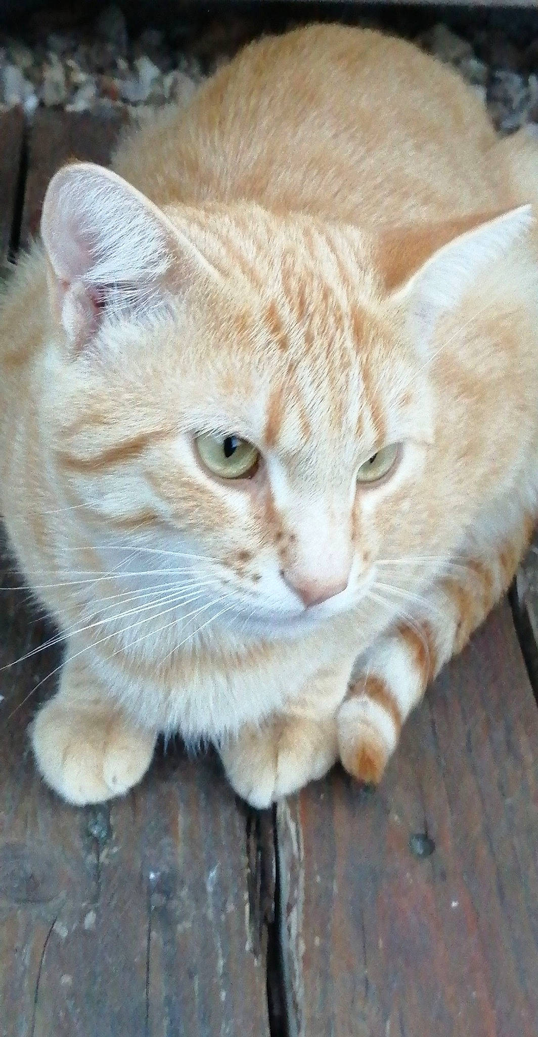 Rouxy a rejoint le concours — aidez-le/la à gagner de superbes lots ! aegean_cat, arabian_mau, asian, australian_mist, carnivore, cat, domestic_short_haired_cat, european_shorthair, fawn, felidae, fur, mammal, small_to_medium_sized_cats, snout, tabby_cat, vertebrate, whiskers