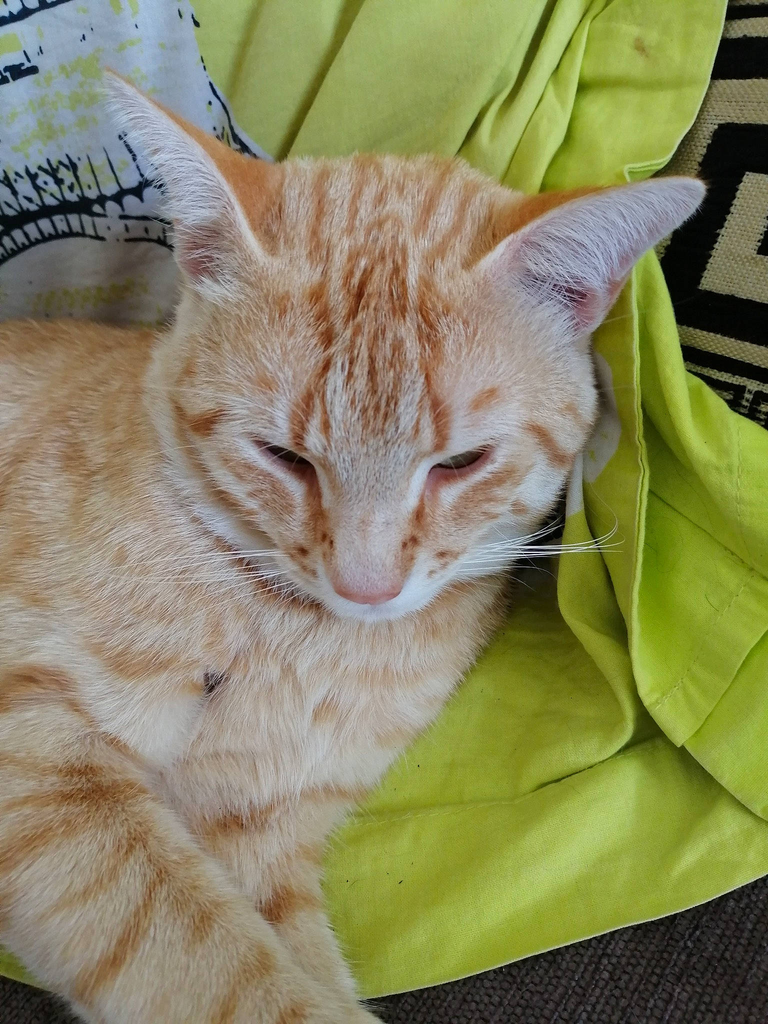 Rouxy participe au concours pour gagner de l'argent avec cette photo : aegean_cat, arabian_mau, asian, australian_mist, carnivore, cat, domestic_short_haired_cat, dragon_li, european_shorthair, fawn, felidae, fur, german_rex, small_to_medium_sized_cats, snout, tabby_cat, whiskers