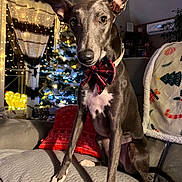Valky participe au concours pour gagner de l'argent avec cette photo : animal, blanket, bow_tie, celebration, christmas, christmas_tree, couch, cozy, curtains, decorations, dog, festive, greyhound, holiday, indoor, lights, living_room, pet, pillow, warm_lighting