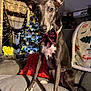 animal, blanket, bow_tie, celebration, christmas, christmas_tree, couch, cozy, curtains, decorations, dog, festive, greyhound, holiday, indoor, lights, living_room, pet, pillow, warm_lighting