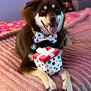 Beans joined the competition — help win amazing prizes! dog, bow_tie, polka_dot, gift_box, pink_blanket, indoor, pet, tongue_out, happy, celebration, cute, animal, lying_down, collar, cozy, colorful, present, smiling, portrait, furry