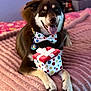 dog, bow_tie, polka_dot, gift_box, pink_blanket, indoor, pet, tongue_out, happy, celebration, cute, animal, lying_down, collar, cozy, colorful, present, smiling, portrait, furry