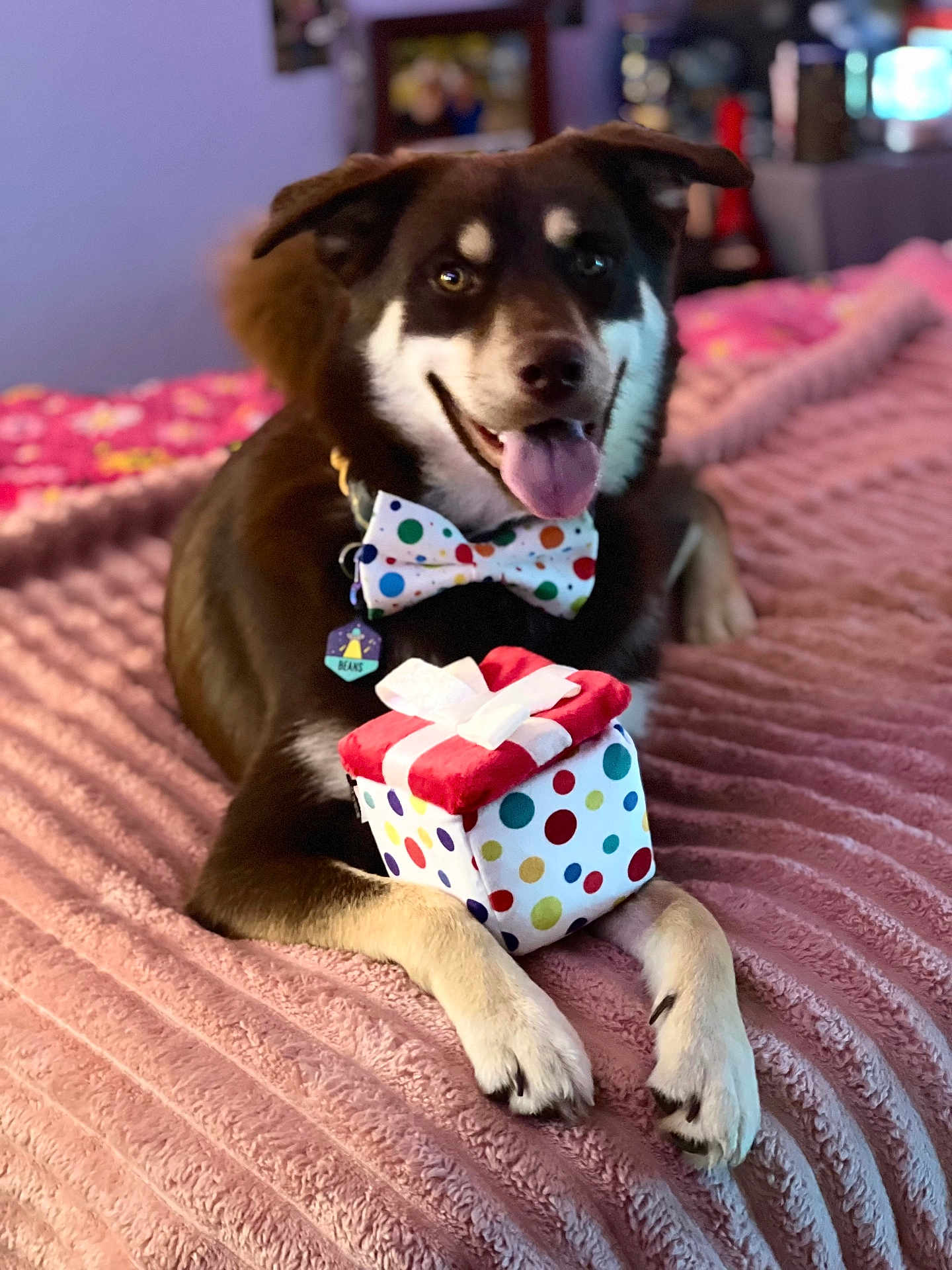 Beans joined the competition — help win amazing prizes! dog, bow_tie, polka_dot, gift_box, pink_blanket, indoor, pet, tongue_out, happy, celebration, cute, animal, lying_down, collar, cozy, colorful, present, smiling, portrait, furry