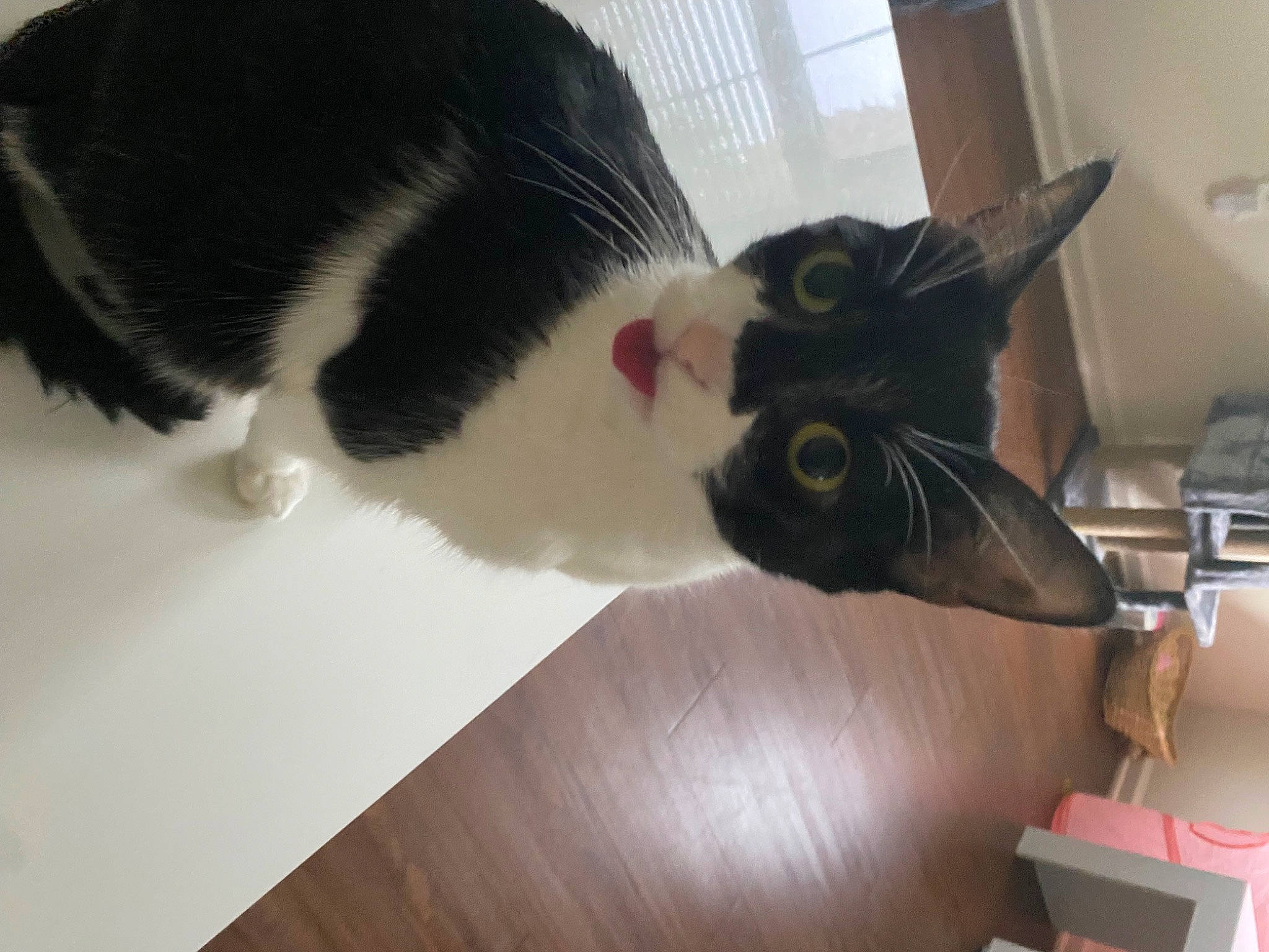 Hannah is registered to the contest to win money with this photo: carnivore, cat, domestic_short_haired_cat, felidae, flooring, fur, hardwood, small_to_medium_sized_cats, snout, tail, whiskers, wood