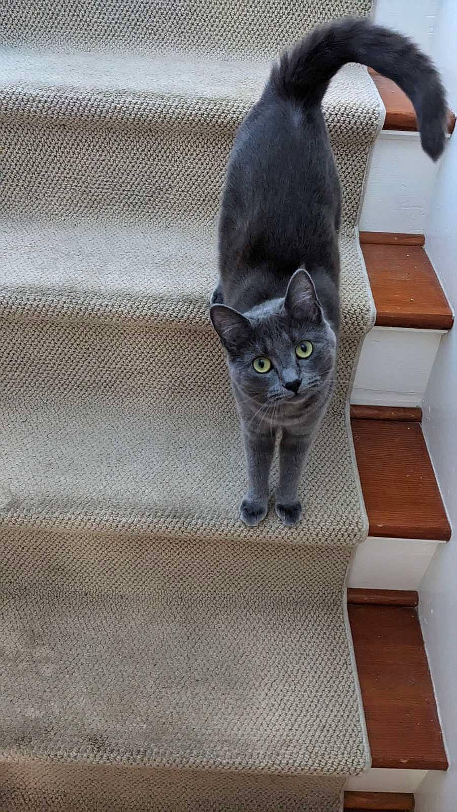 Poppy joined the competition — help win amazing prizes! carnivore, cat, comfort, domestic_short_haired_cat, felidae, flooring, fur, grey, hardwood, pattern, plant, russian_blue, small_to_medium_sized_cats, snout, tail, whiskers, wood