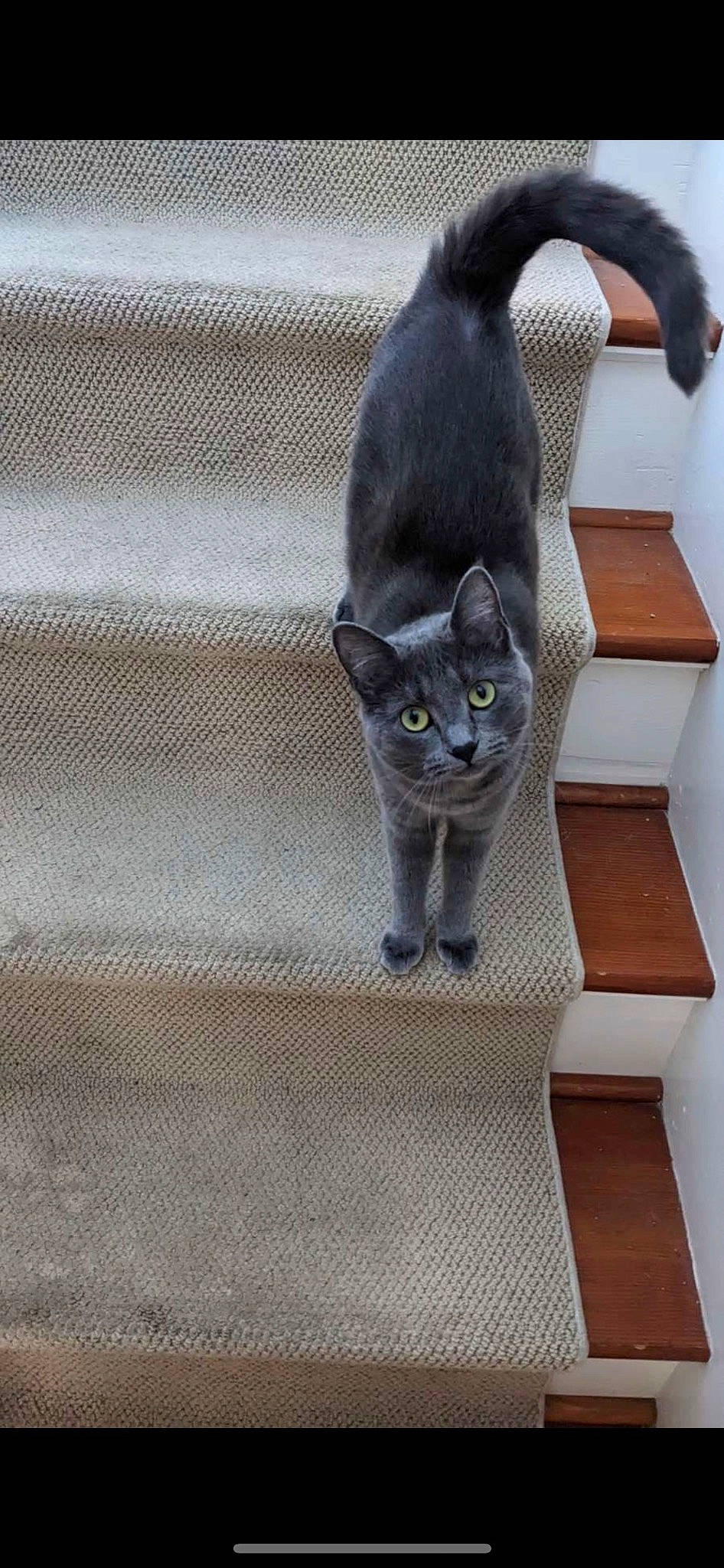 Poppy is registered to the contest to win money with this photo: carnivore, cat, domestic_short_haired_cat, felidae, flooring, fur, grey, hardwood, pattern, paw, russian_blue, small_to_medium_sized_cats, snout, tail, whiskers, wood