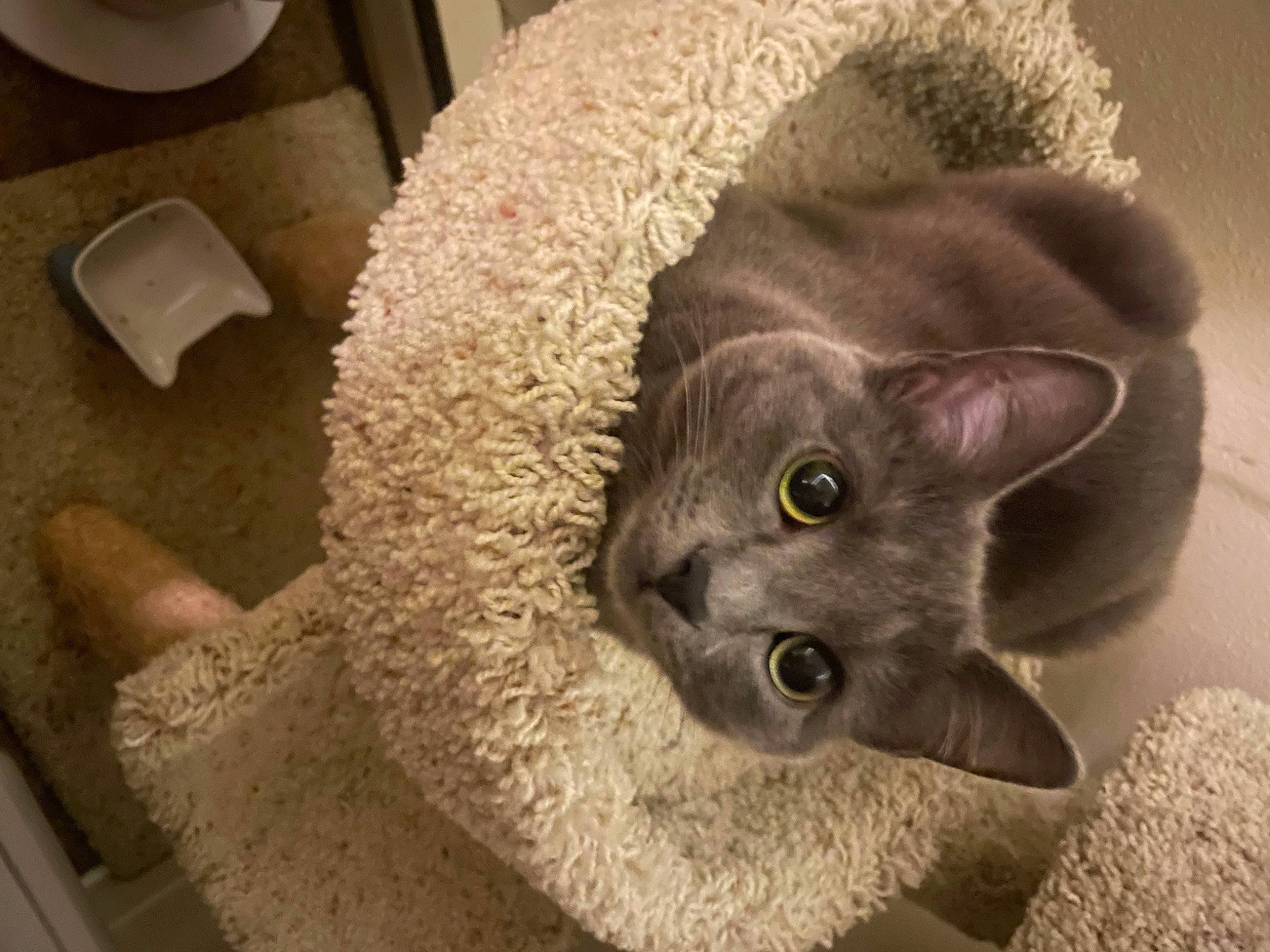 Poppy is registered to the contest to win money with this photo: box, carnivore, cat, cat_bed, cat_supply, cat_toy, comfort, domestic_short_haired_cat, ear, fawn, felidae, fur, paper_towel, paw, russian_blue, small_to_medium_sized_cats, snout, tail, toilet_paper, whiskers