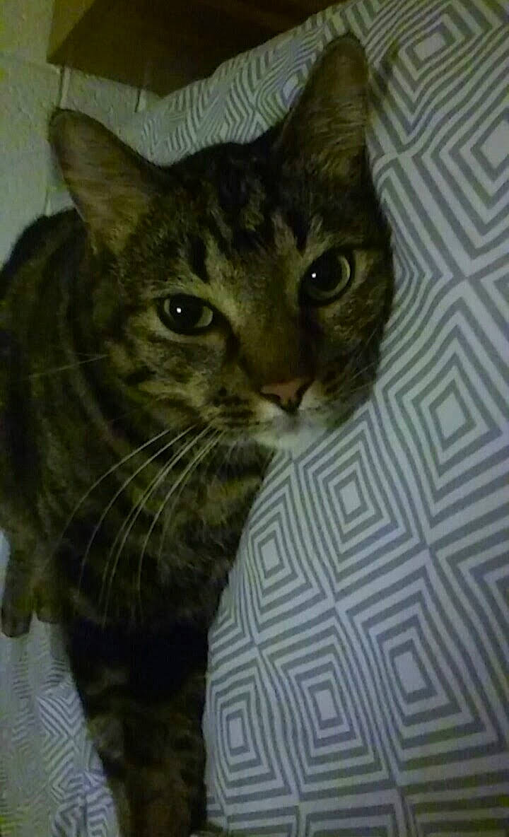 Gremlin joined the competition — help win amazing prizes! carnivore, cat, domestic_short_haired_cat, door, felidae, fur, pattern, small_to_medium_sized_cats, snout, terrestrial_animal, whiskers, window