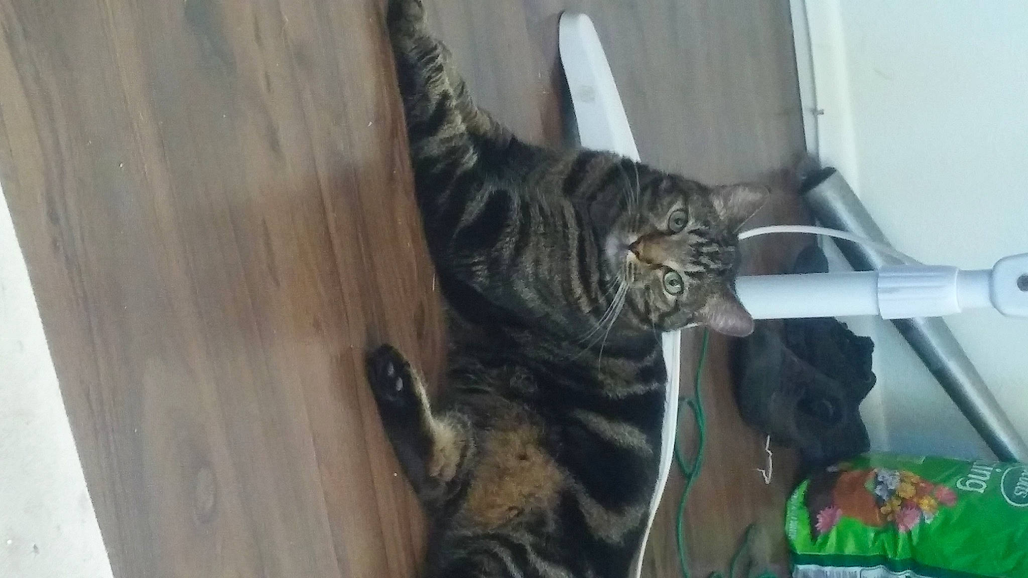 Gremlin is registered to the contest to win money with this photo: carnivore, cat, domestic_short_haired_cat, door, felidae, fixture, flowerpot, fur, hardwood, houseplant, plank, plywood, small_to_medium_sized_cats, snout, tail, terrestrial_animal, whiskers, window, wood, wood_stain