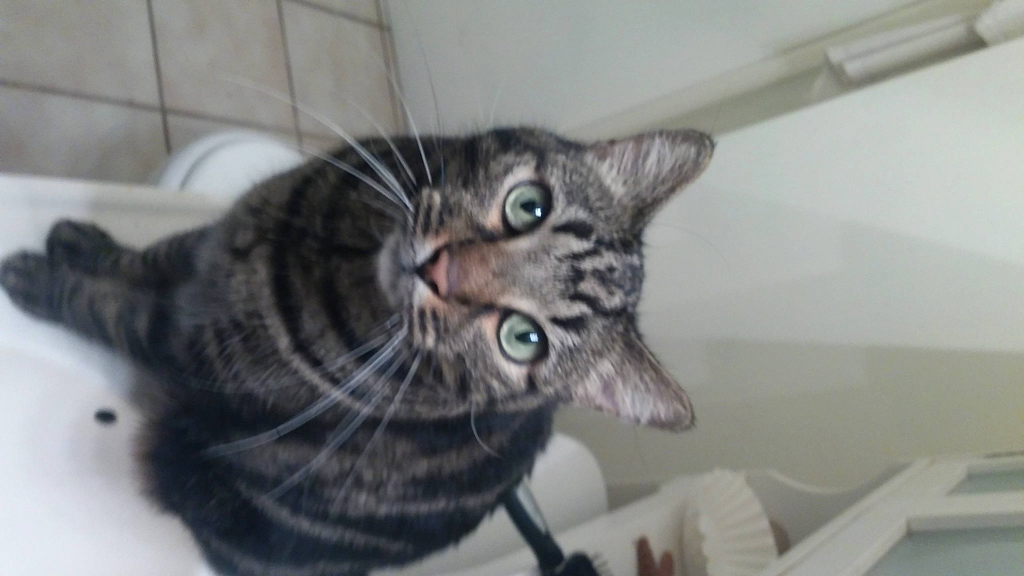 Gremlin is registered to the contest to win money with this photo: carnivore, cat, domestic_short_haired_cat, door, felidae, fur, grey, small_to_medium_sized_cats, tail, terrestrial_animal, whiskers