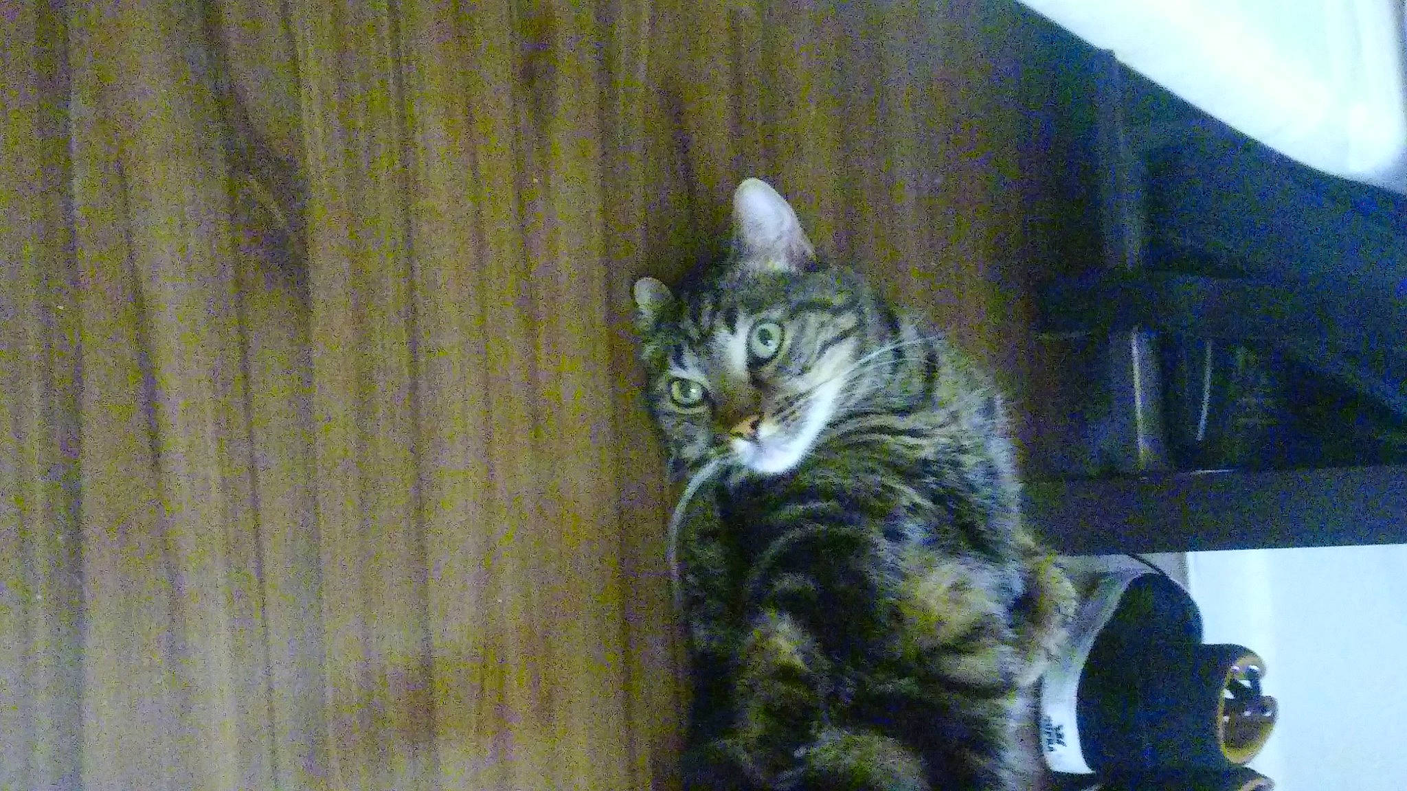 Gremlin is registered to the contest to win money with this photo: carnivore, cat, domestic_short_haired_cat, felidae, flooring, fur, hardwood, paw, room, small_to_medium_sized_cats, tail, terrestrial_animal, whiskers, wood