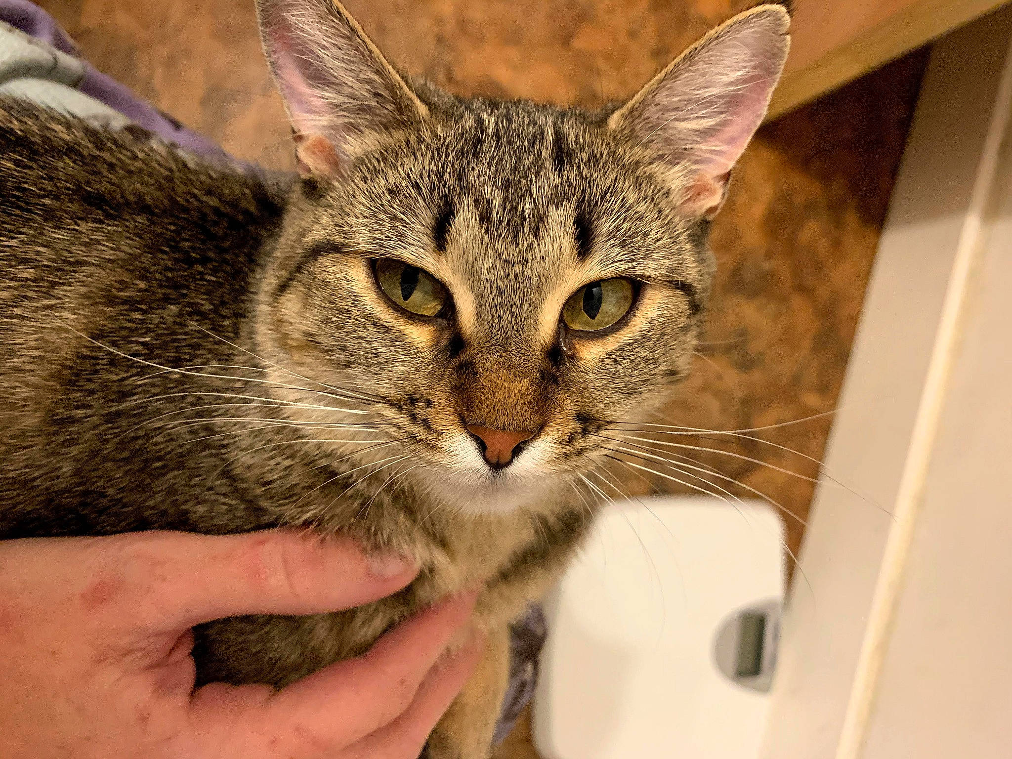 Mimi is registered to the contest to win money with this photo: carnivore, cat, claw, domestic_short_haired_cat, eye, felidae, fur, gesture, head, iris, nail, paw, small_to_medium_sized_cats, snout, terrestrial_animal, whiskers, wildlife