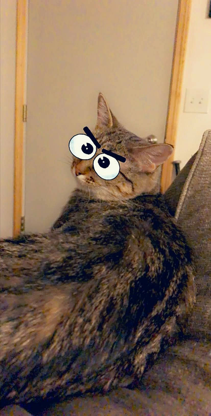 Mimi is registered to the contest to win money with this photo: art, black_cat, carnivore, cat, domestic_short_haired_cat, eyewear, fashion_design, fawn, feather, felidae, fur, fur_clothing, mask, small_to_medium_sized_cats, snout, stuffed_toy, tail, toy, whiskers, wood