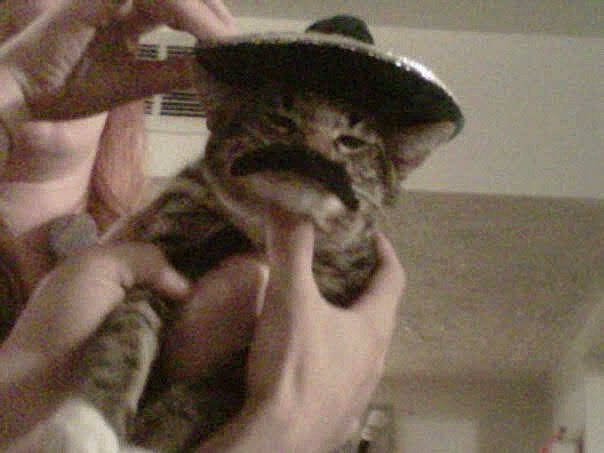 Monster joined the competition — help win amazing prizes! canidae, carnivore, cat, claw, domestic_short_haired_cat, ear, fawn, felidae, finger, fur, gesture, hand, hat, nail, paw, small_to_medium_sized_cats, snout, tail, terrestrial_animal, whiskers