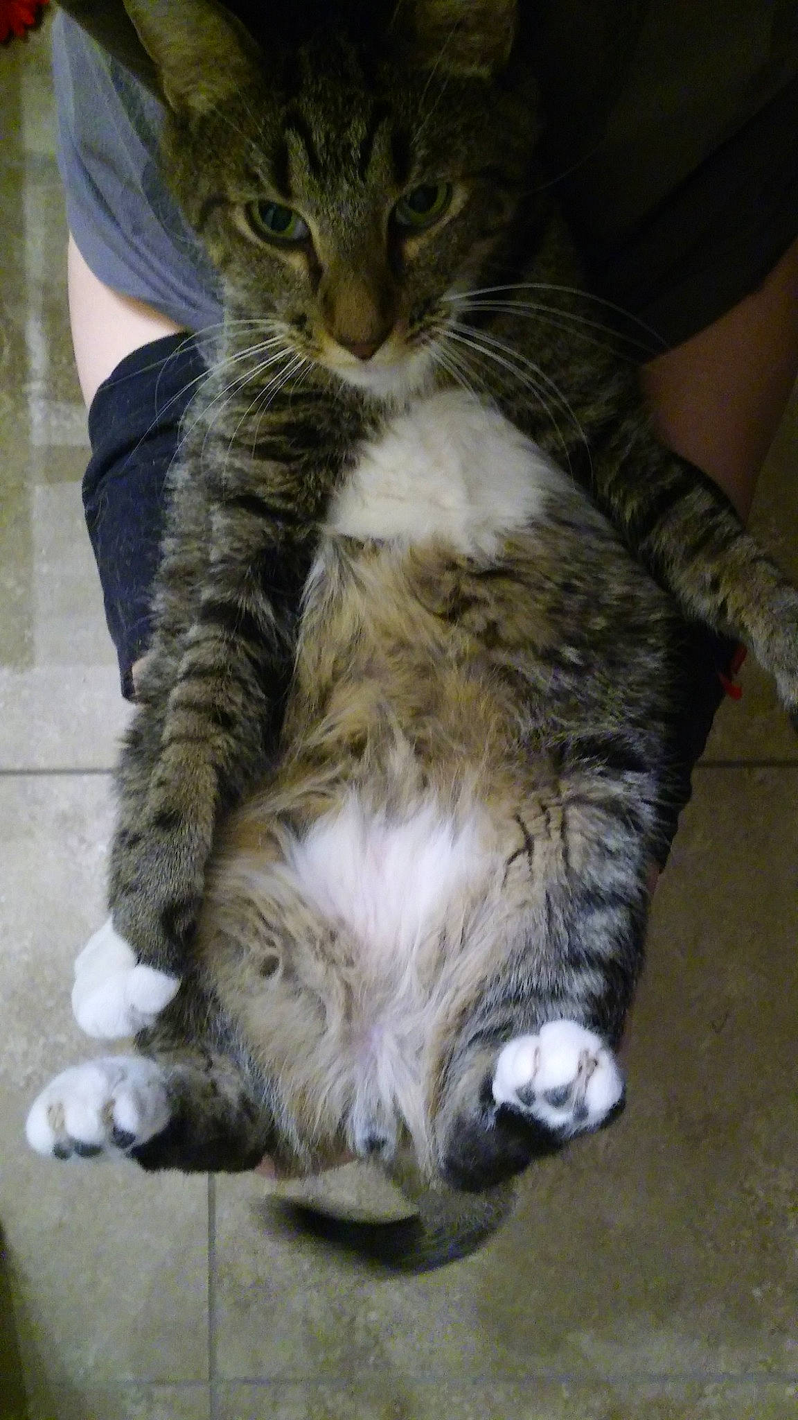 Monster is registered to the contest to win money with this photo: carnivore, cat, claw, comfort, domestic_short_haired_cat, felidae, foot, fur, gesture, lap, nap, paw, sleep, small_to_medium_sized_cats, snout, tail, whiskers