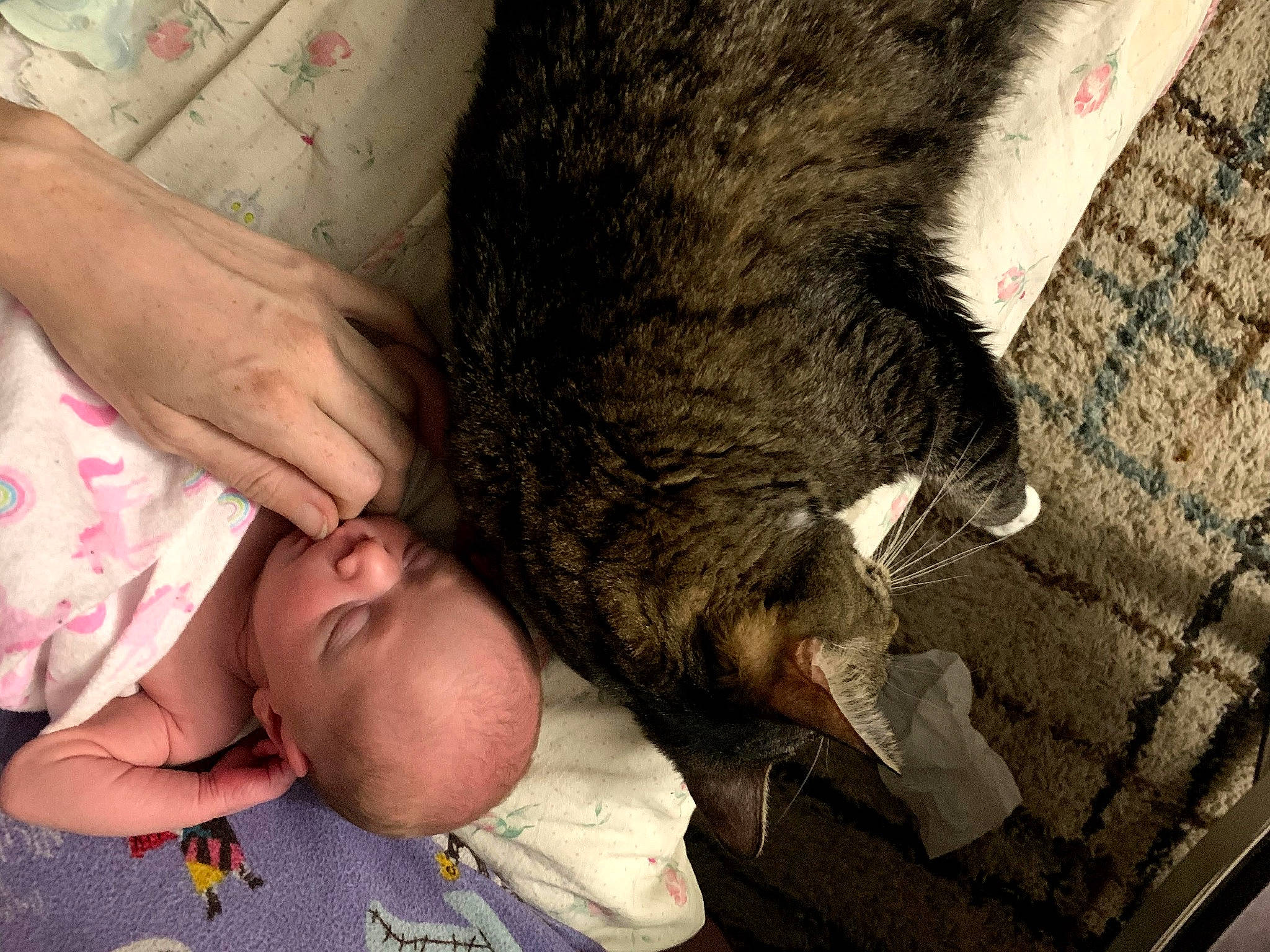 Monster is registered to the contest to win money with this photo: baby, beard, carnivore, cat, comfort, dog_breed, domestic_short_haired_cat, ear, felidae, fur, gesture, lap, leg, nail, nap, small_to_medium_sized_cats, tail, toddler, tree, whiskers