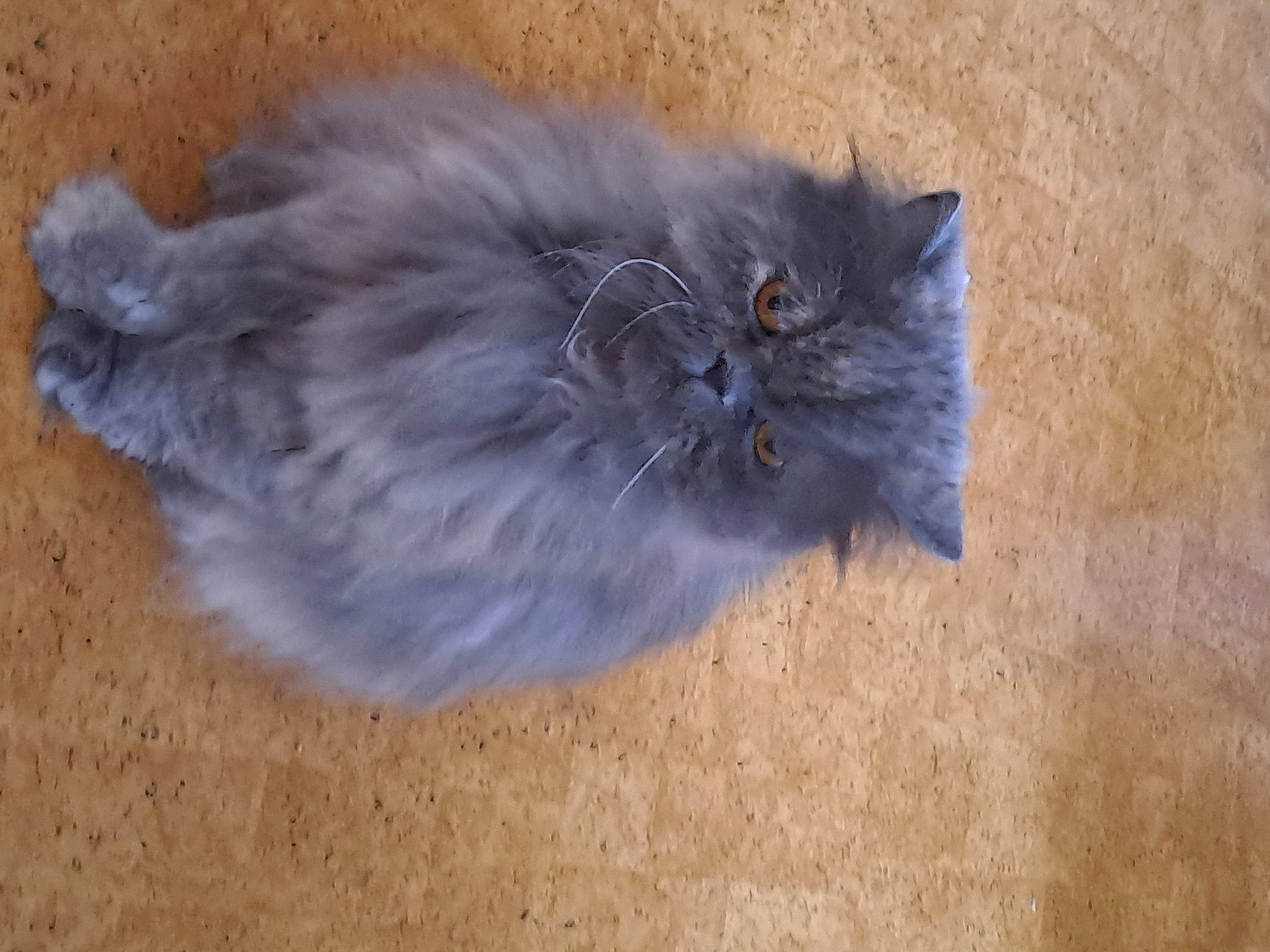 Grisette participe au concours pour gagner de l'argent avec cette photo : british_longhair, carnivore, cat, eye, fawn, felidae, flooring, fur, grey, hardwood, iris, paw, small_to_medium_sized_cats, snout, tail, terrestrial_animal, whiskers, wood