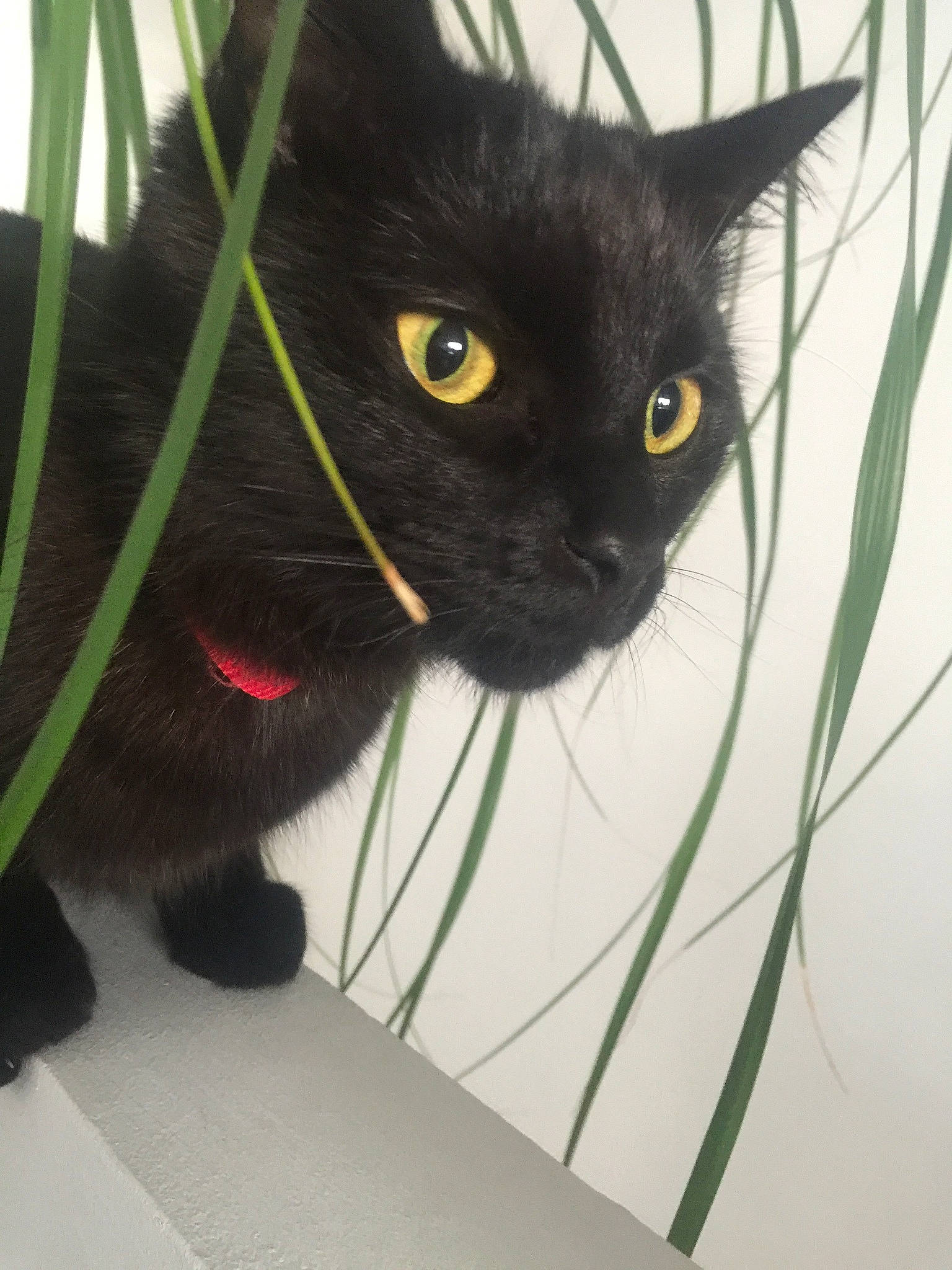 Léon a rejoint le concours — aidez-le/la à gagner de superbes lots ! asian, black_cat, bombay, burmese, carnivore, cat, domestic_short_haired_cat, eye, felidae, grass, havana_brown, iris, mammal, plant, small_to_medium_sized_cats, snout, tail, whiskers