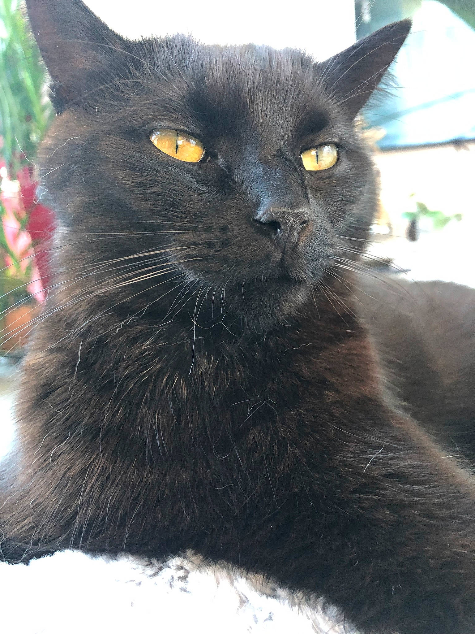 Léon participe au concours pour gagner de l'argent avec cette photo : asian, black_cat, bombay, british_shorthair, burmese, carnivore, cat, chartreux, domestic_long_haired_cat, domestic_short_haired_cat, felidae, korat, mammal, nebelung, small_to_medium_sized_cats, snout, vertebrate, whiskers