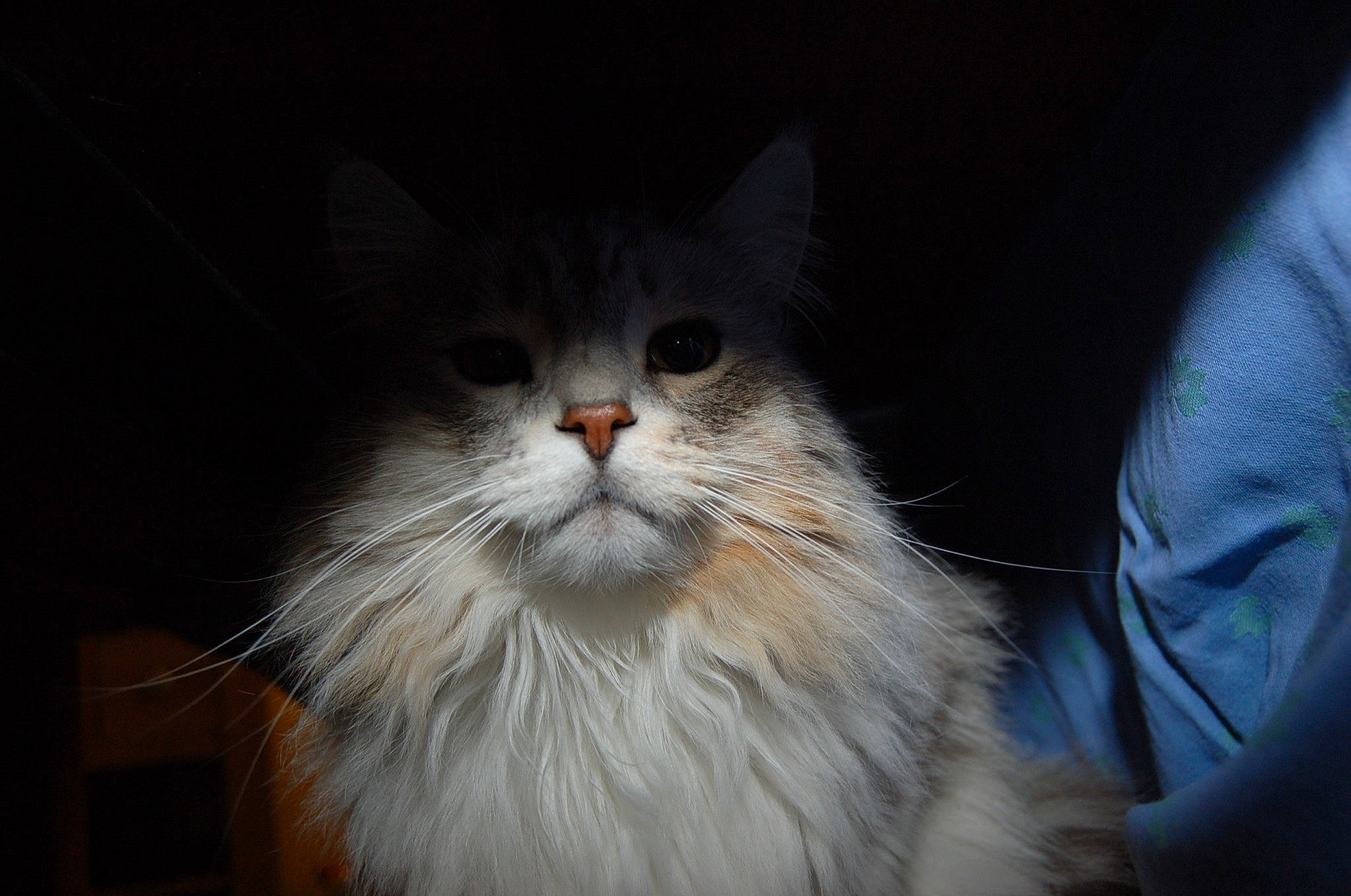 Sylvestre a rejoint le concours — aidez-le/la à gagner de superbes lots ! asian_semi_longhair, british_longhair, british_semi_longhair, carnivore, cat, domestic_long_haired_cat, eye, felidae, fur, mammal, napoleon_cat, norwegian_forest_cat, nose, persian, ragamuffin, siberian, small_to_medium_sized_cats, snout, vertebrate, whiskers