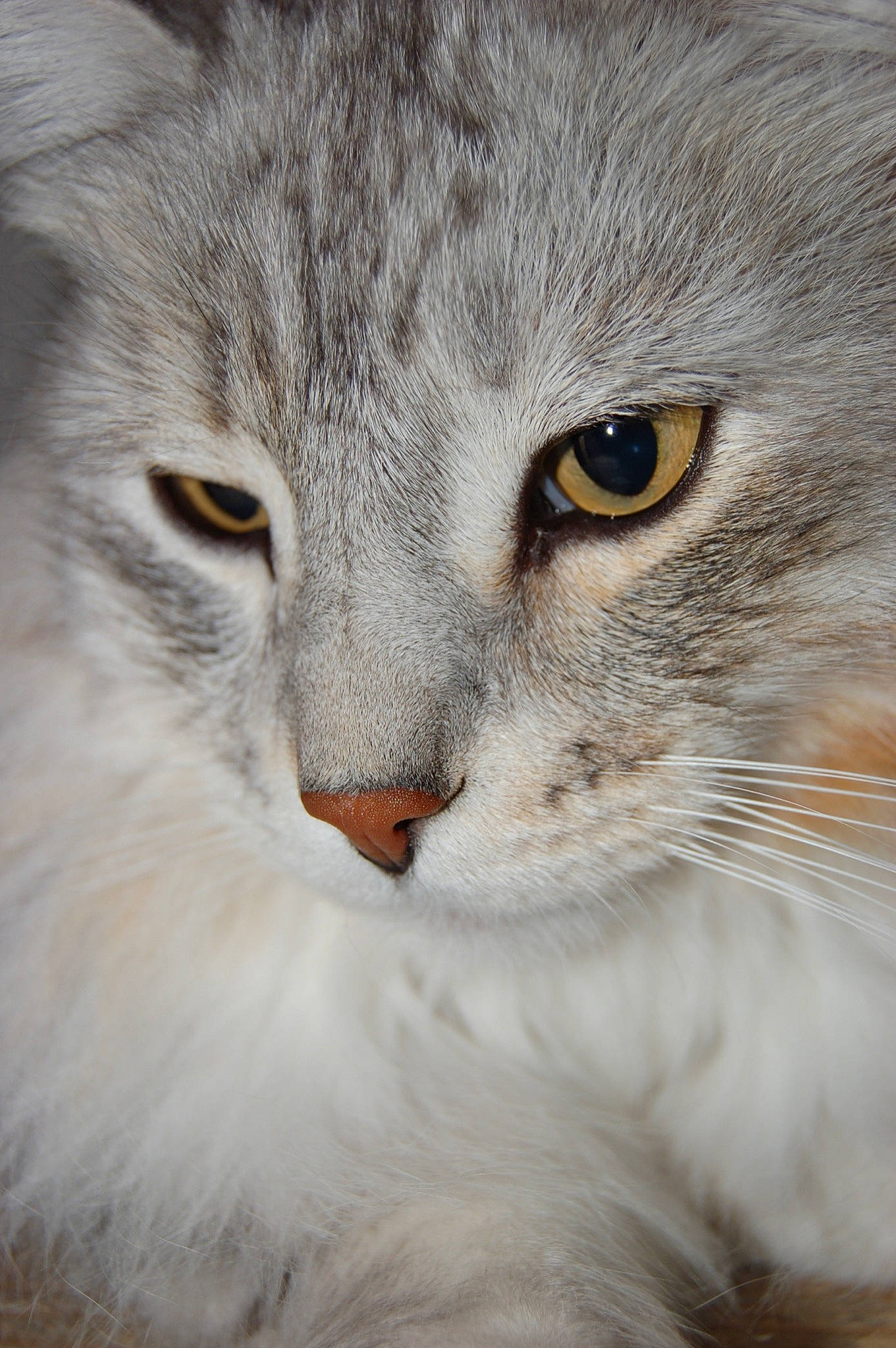 Sylvestre a rejoint le concours — aidez-le/la à gagner de superbes lots ! asian_semi_longhair, british_longhair, british_semi_longhair, carnivore, cat, close_up, domestic_long_haired_cat, eye, felidae, fur, mammal, norwegian_forest_cat, nose, photography, siberian, small_to_medium_sized_cats, snout, vertebrate, whiskers, wildlife