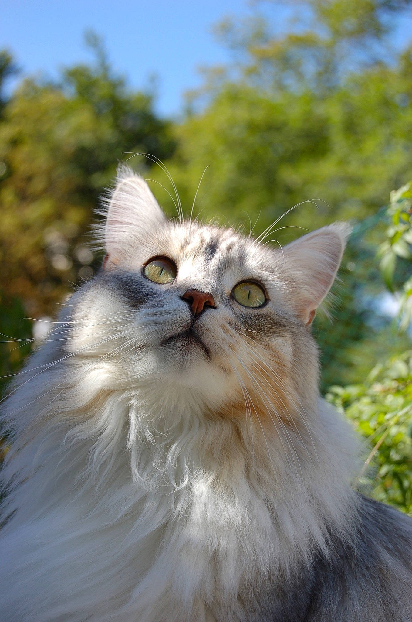 Sylvestre participe au concours pour gagner de l'argent avec cette photo : american_curl, asian_semi_longhair, british_longhair, british_semi_longhair, carnivore, cat, domestic_long_haired_cat, eye, felidae, maine_coon, mammal, norwegian_forest_cat, persian, ragamuffin, ragdoll, siberian, small_to_medium_sized_cats, turkish_angora, vertebrate, whiskers