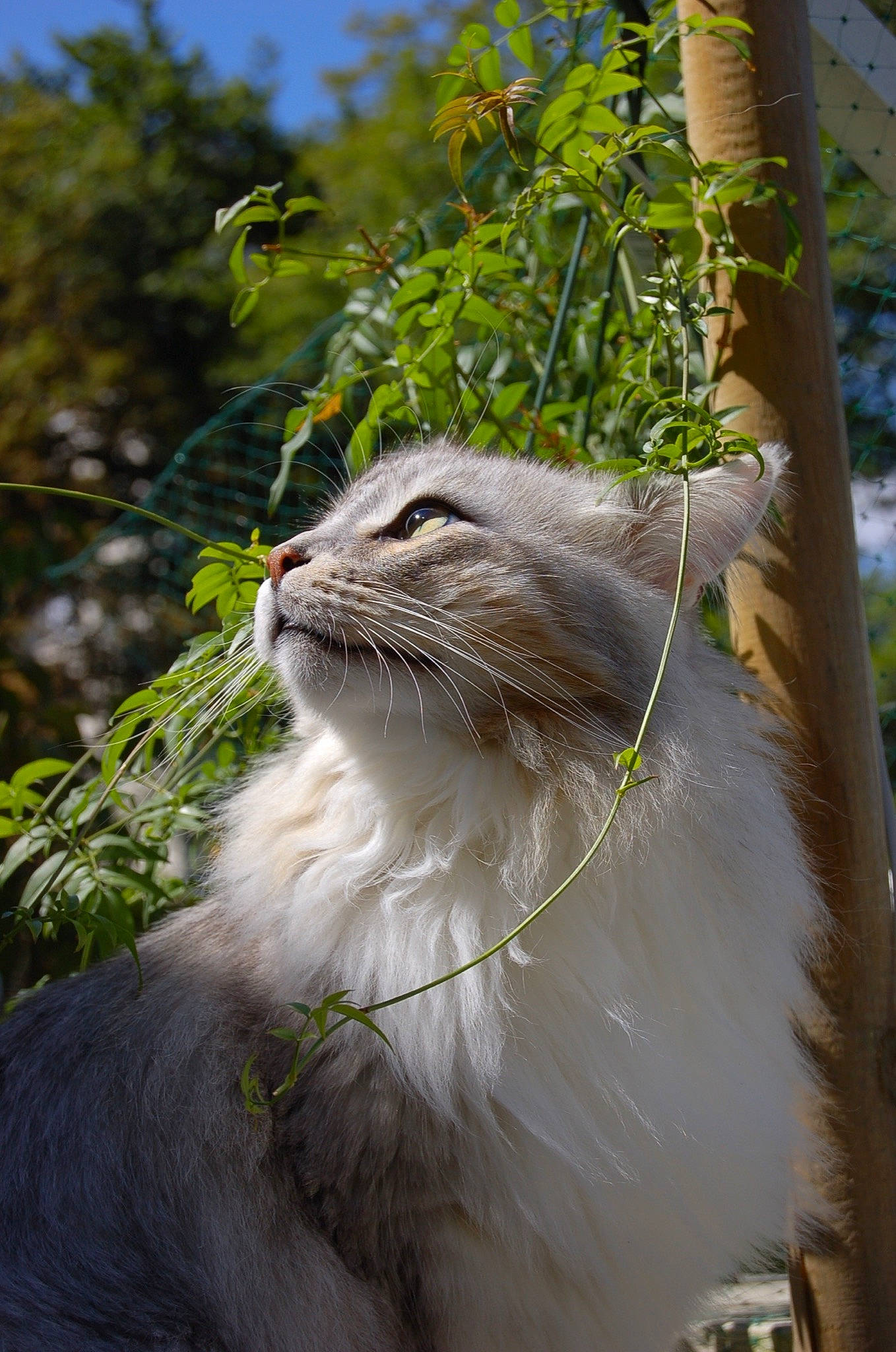 Sylvestre participe au concours pour gagner de l'argent avec cette photo : carnivore, cat, felidae, fur, norwegian_forest_cat, plant, small_to_medium_sized_cats, tree, whiskers, wildlife