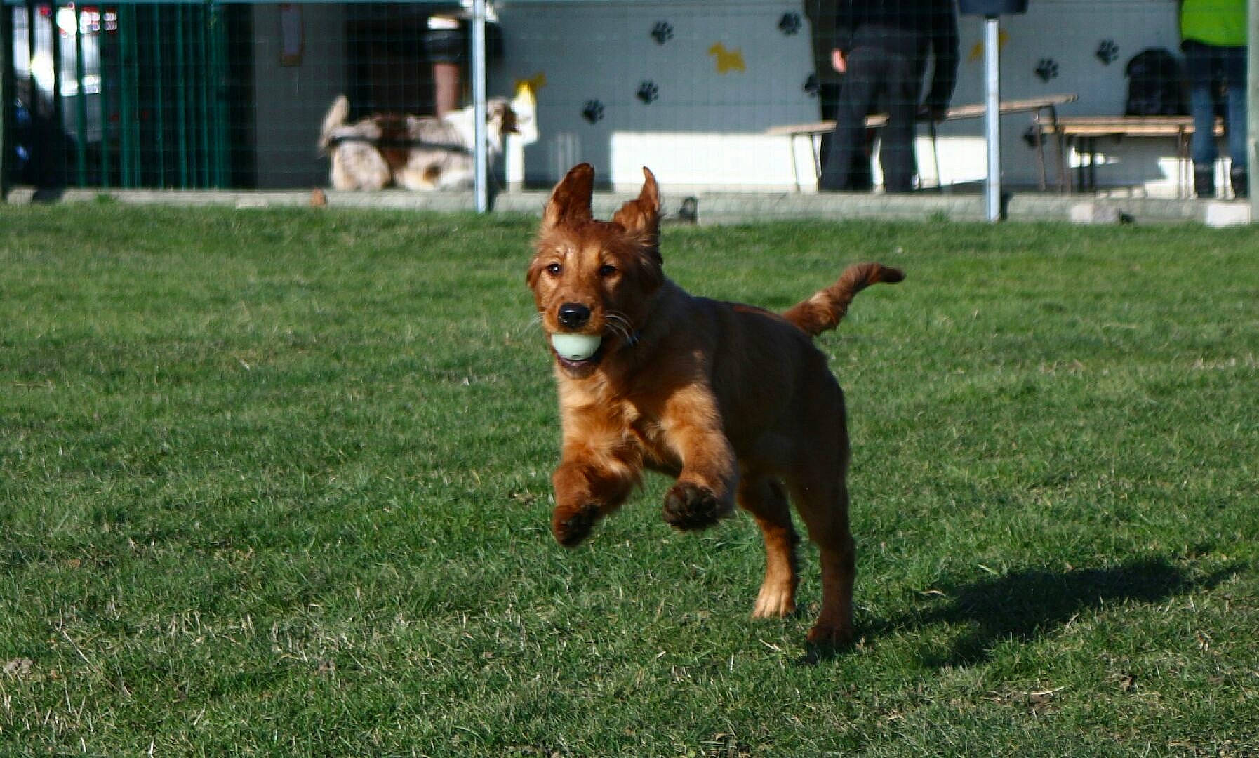 Manhattan a rejoint le concours — aidez-le/la à gagner de superbes lots ! australian_terrier, canidae, carnivore, companion_dog, dog, dog_breed, grass, irish_terrier, mammal, rare_breed_dog, sporting_group, terrier, vertebrate, welsh_terrier